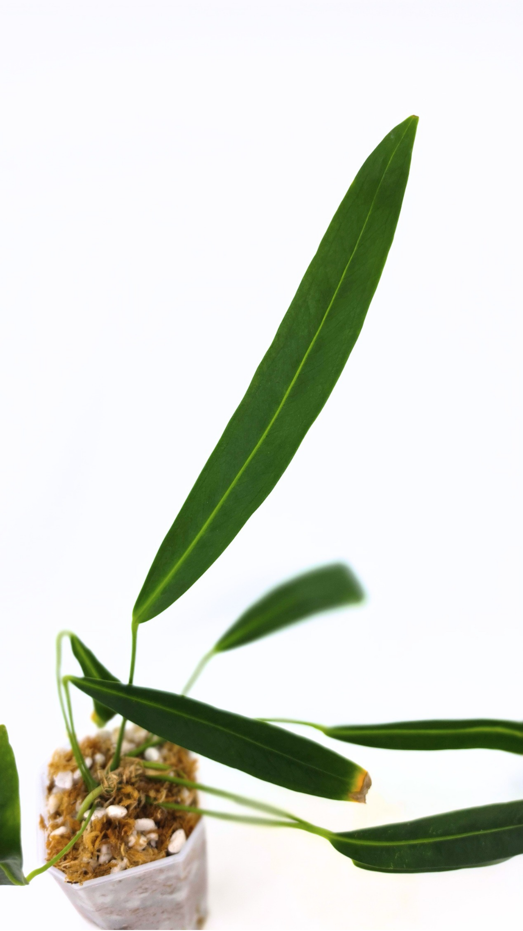 Rare indoor plant Anthurium friedrichsthalii available for sale at rare house plant shop The Leaf Gallery in Perth, Western Australia