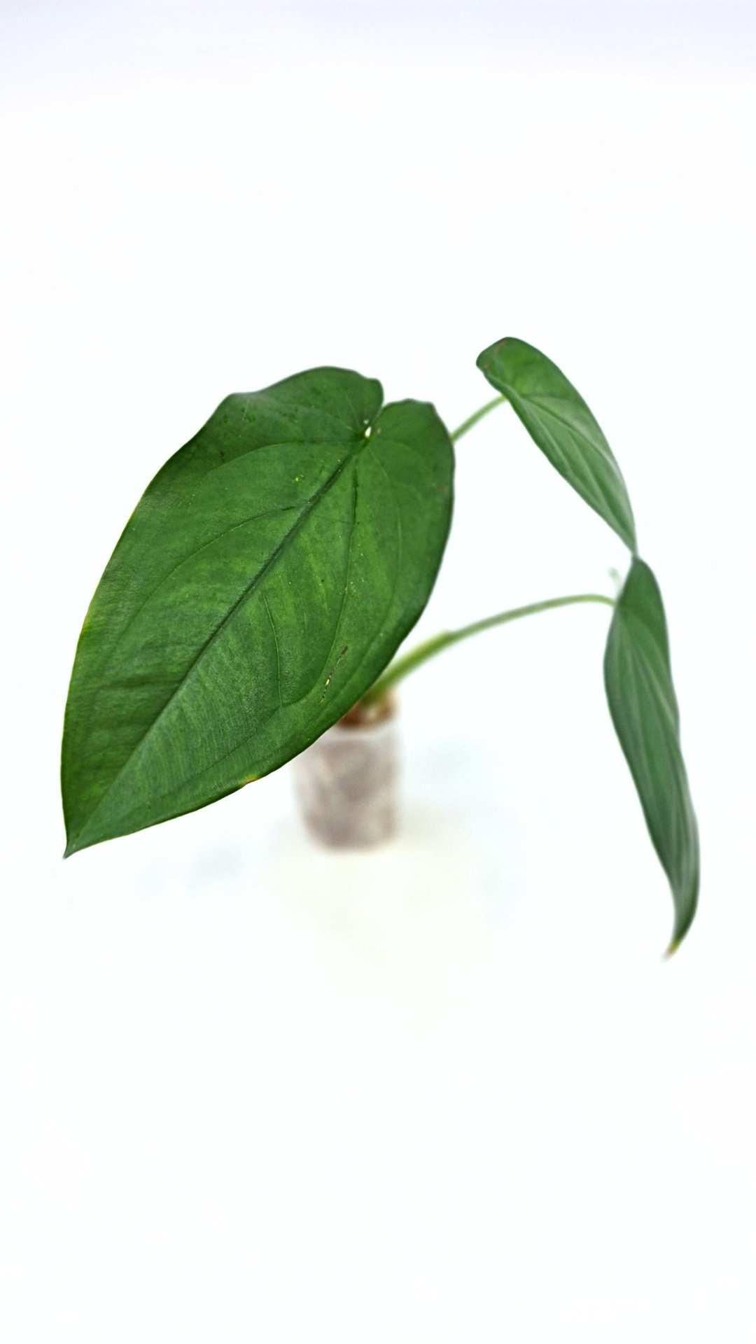 Rare indoor plant Syngonium Chiapense  available from rare houseplant shop The Leaf Gallery in Perth, Western Australia