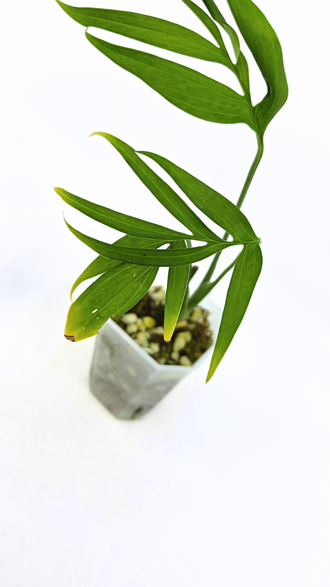 Rare indoor plant Monstera Subpinata available for sale at rare house plant shop The Leaf Gallery in Perth, Western Australia.