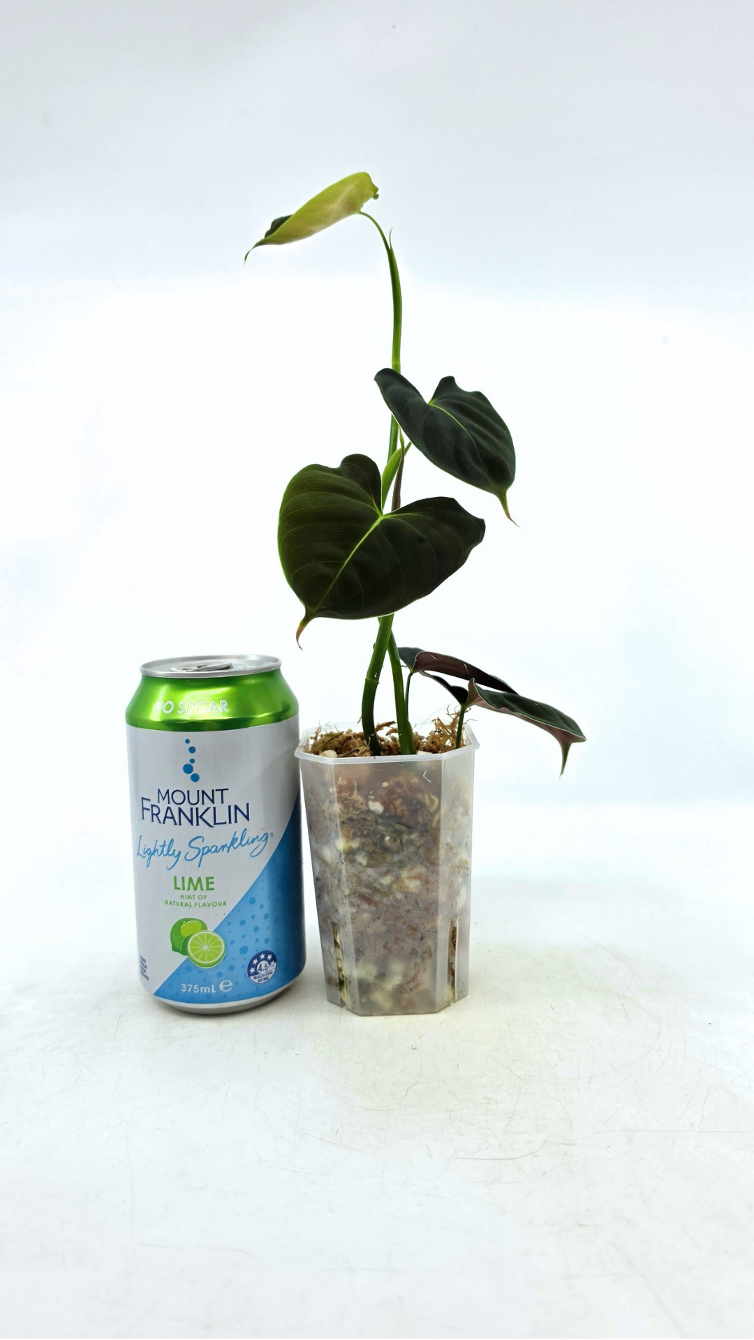 Rare indoor plant Philodendron Lupinum available for sale at rare house plant shop The Leaf Gallery in Perth, Western Australia