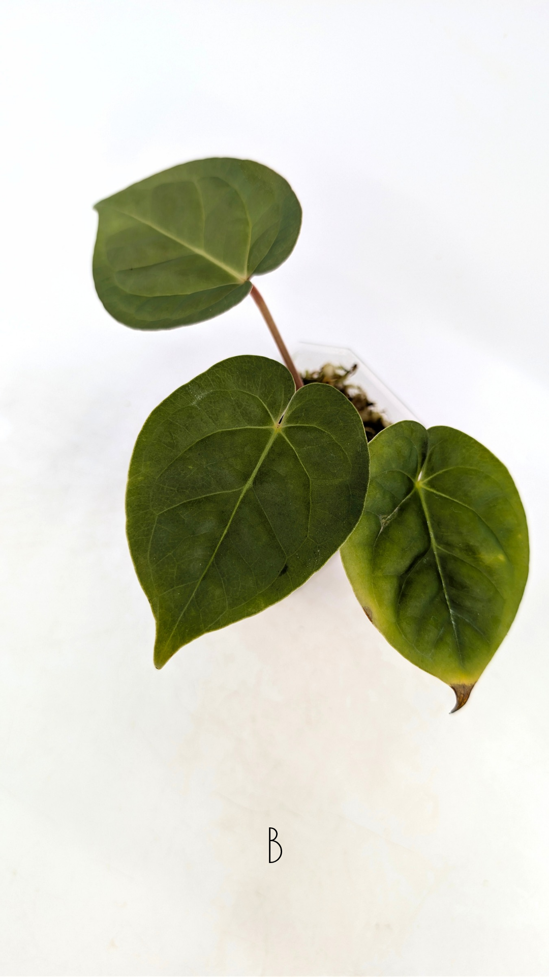 Rare Anthurium hybrid Silver Blush X Luxurians available for sale at rare indoor plant shop The Leaf Gallery in Perth, Western Australia