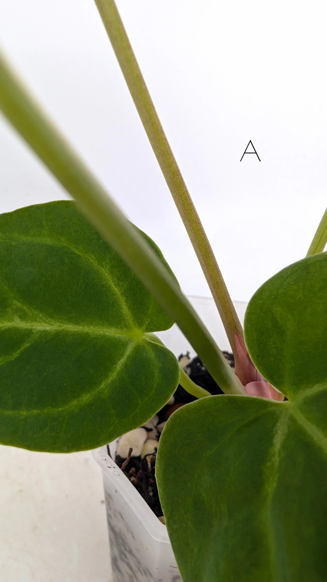Rare indoor plant Anthurium Magnificum available for sale at rare house plant shop The Leaf Gallery in Perth, Western Australia
