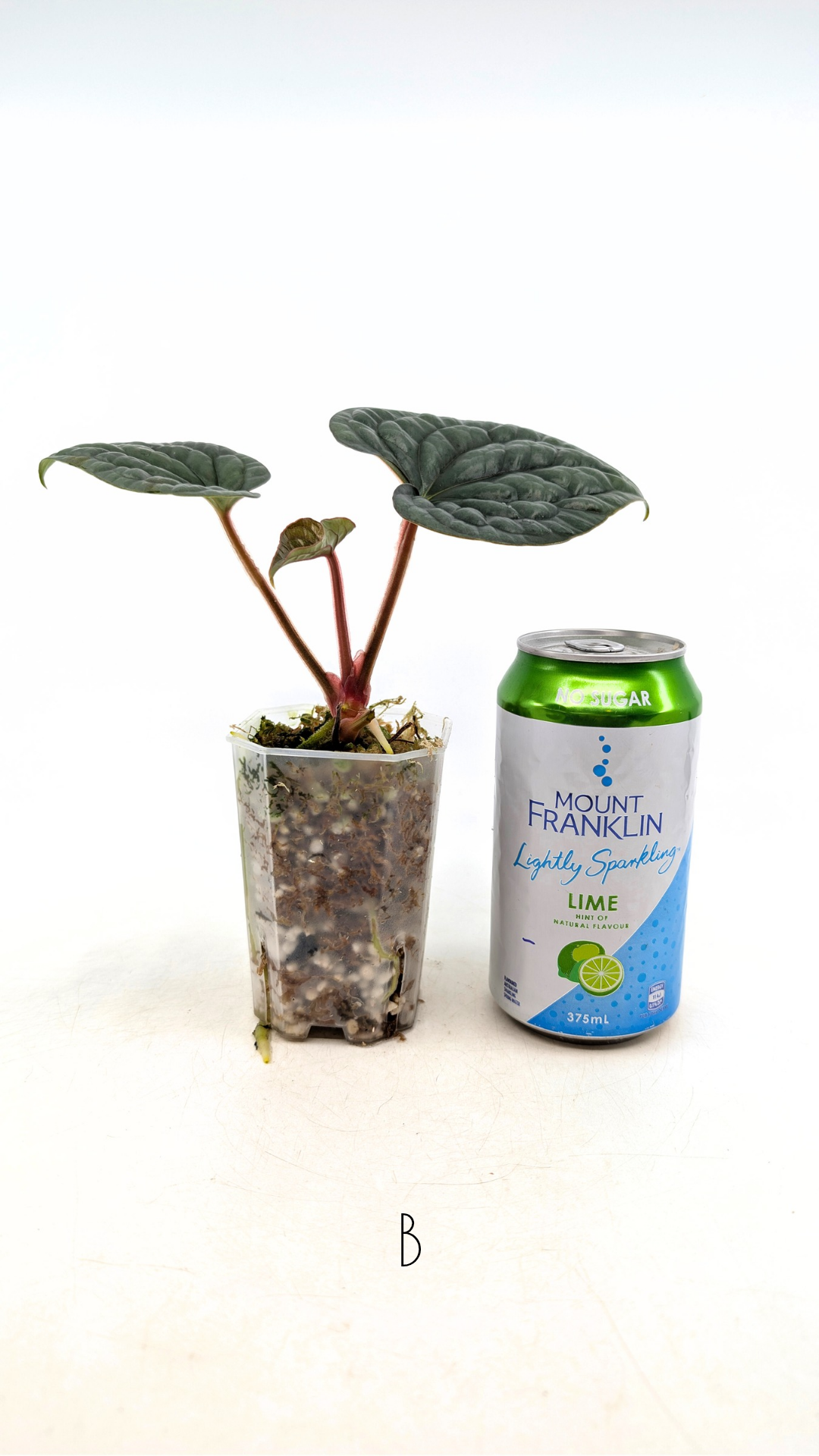 Rare indoor plant Anthurium Luxurians available for sale at rare house plant shop The Leaf Gallery in Perth, Western Australia