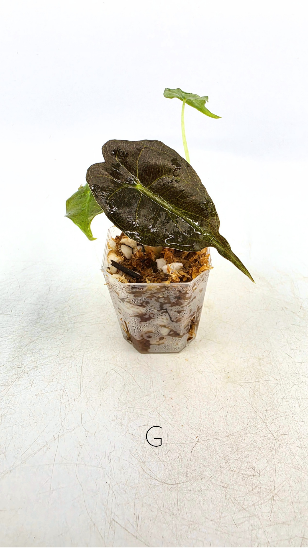 Rare indoor plant Alocasia Venom available for sale at rare house plant shop The Leaf Gallery in Perth, Western Australia.