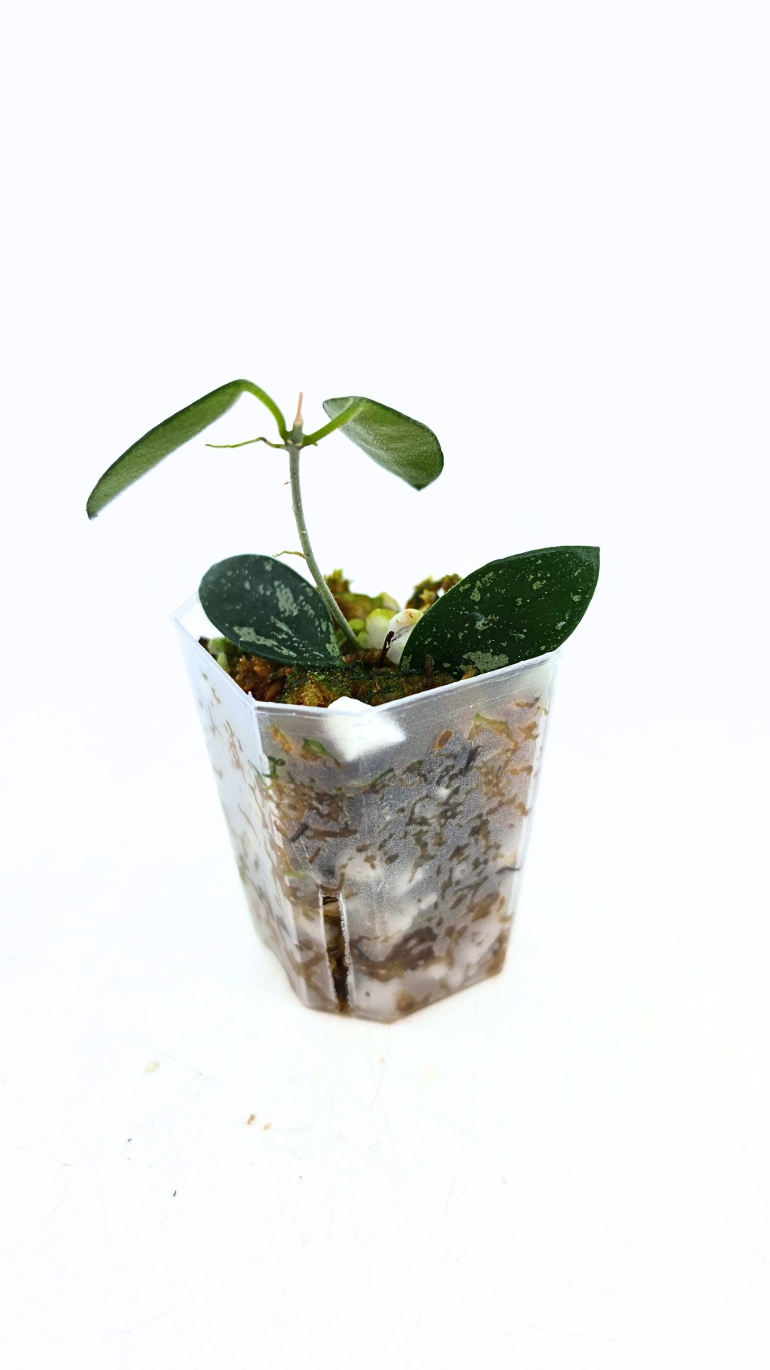 Rare waxplant Hoya Lima Splash available for sale at rare indoor plant shop The Leaf Gallery in Perth, Western Australia
