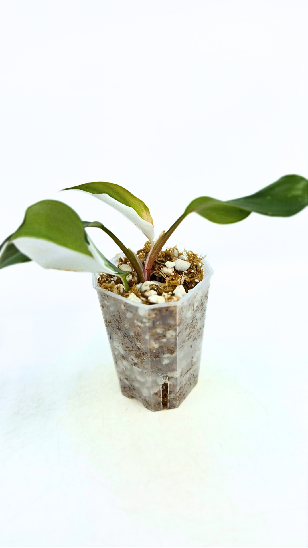 Rare plant Philodendron White Knight by rare plant shop the Leaf Gallery in Perth, Western Australia