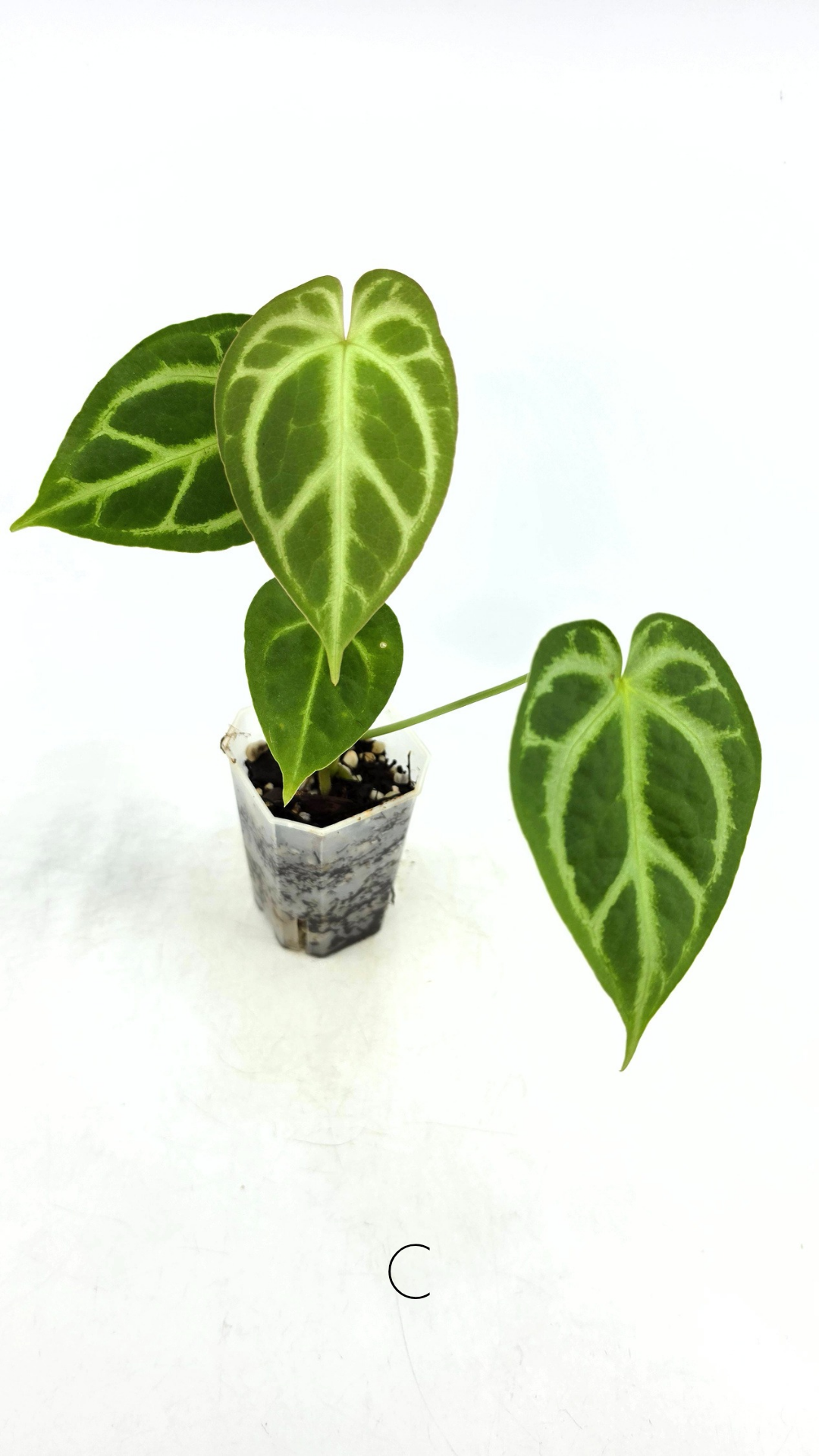 Rare indoor plant Anthurium Magnificum available for sale at rare house plant shop The Leaf Gallery in Perth, Western Australia