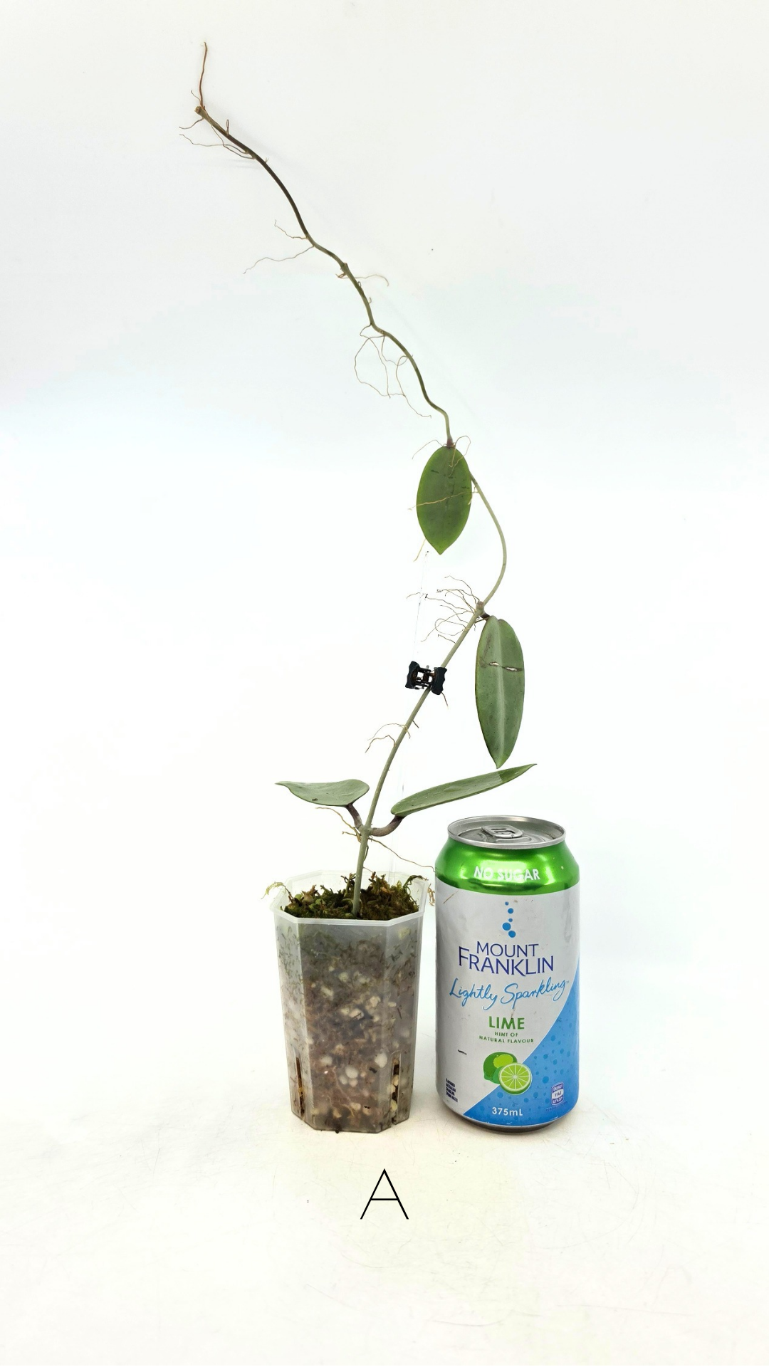 Rare waxplant Hoya Silver Dollar available for sale at rare indoor plant shop The Leaf Gallery in Perth, Western Australia