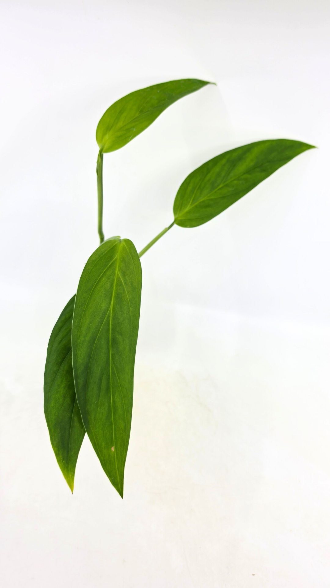 Rare Monstera Xanthospatha available for sale at rare plant shop The Leaf Gallery in Perth, Western Australia