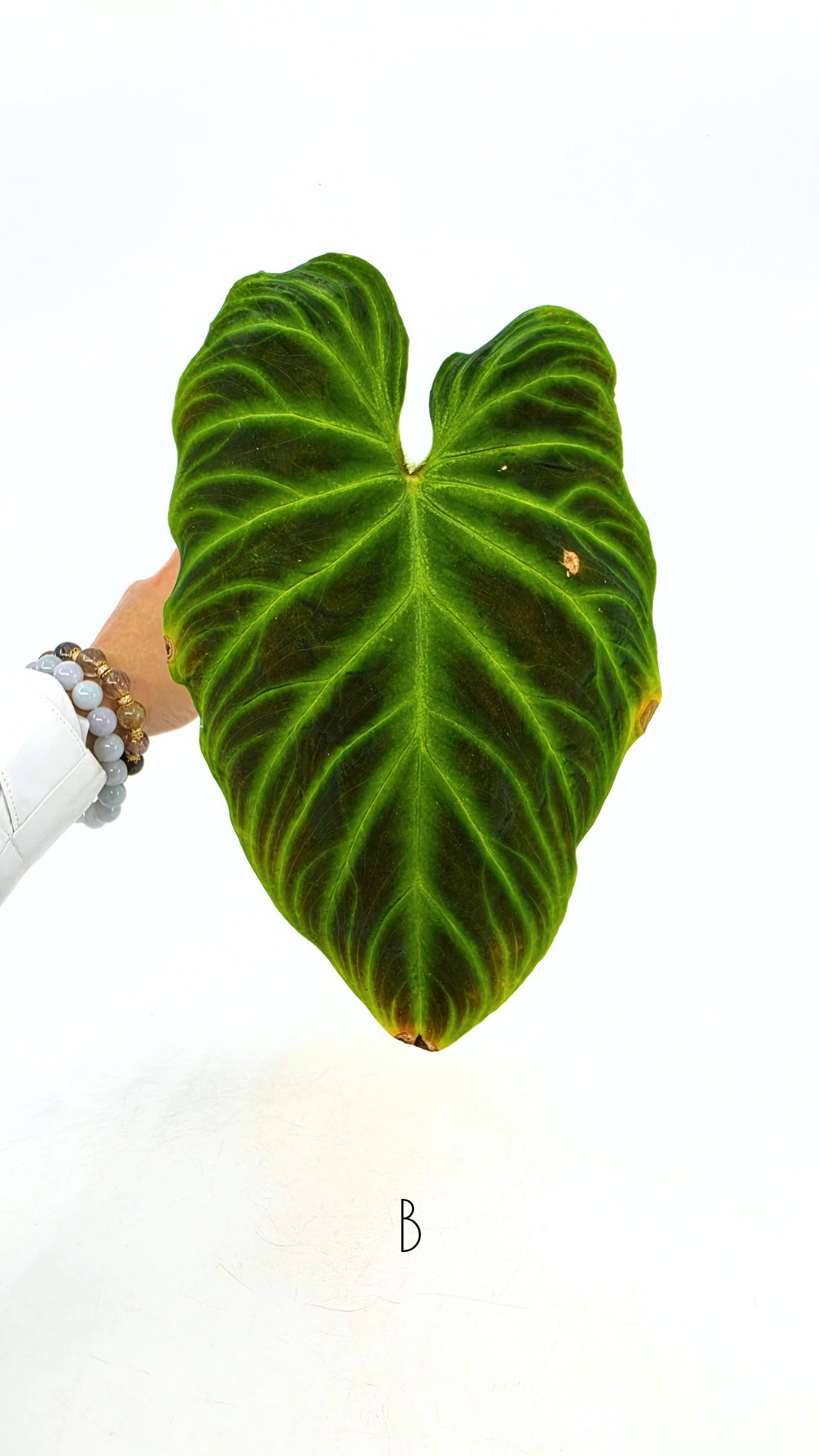 Uncommon indoor plant Philodendron Verrucusom available for sale at rare house plant shop The Leaf Gallery in Perth, Western Australia