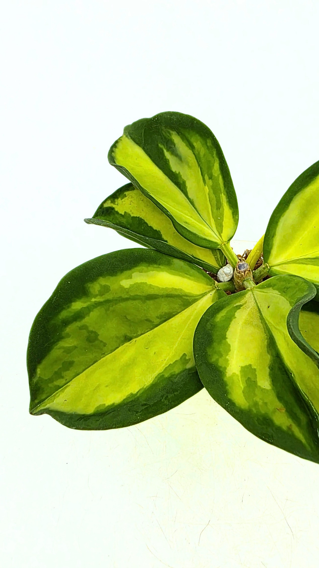 Rare waxplant Hoya Subquintupllinervis Inner Variegated, formerly known as Hoya Pachyclada available for sale at rare indoor plant shop The Leaf Gallery in Perth, Western Australia