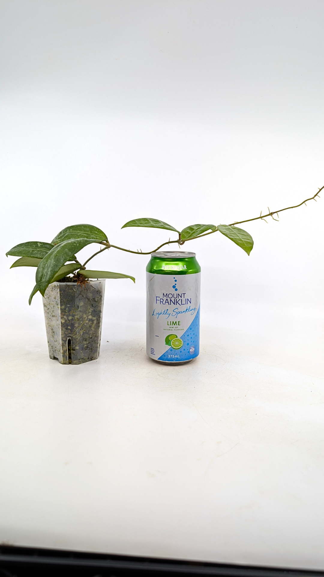 Rare waxplant Hoya RHM 14-01 available for sale at rare indoor plant shop The Leaf Gallery in Perth, Western Australia