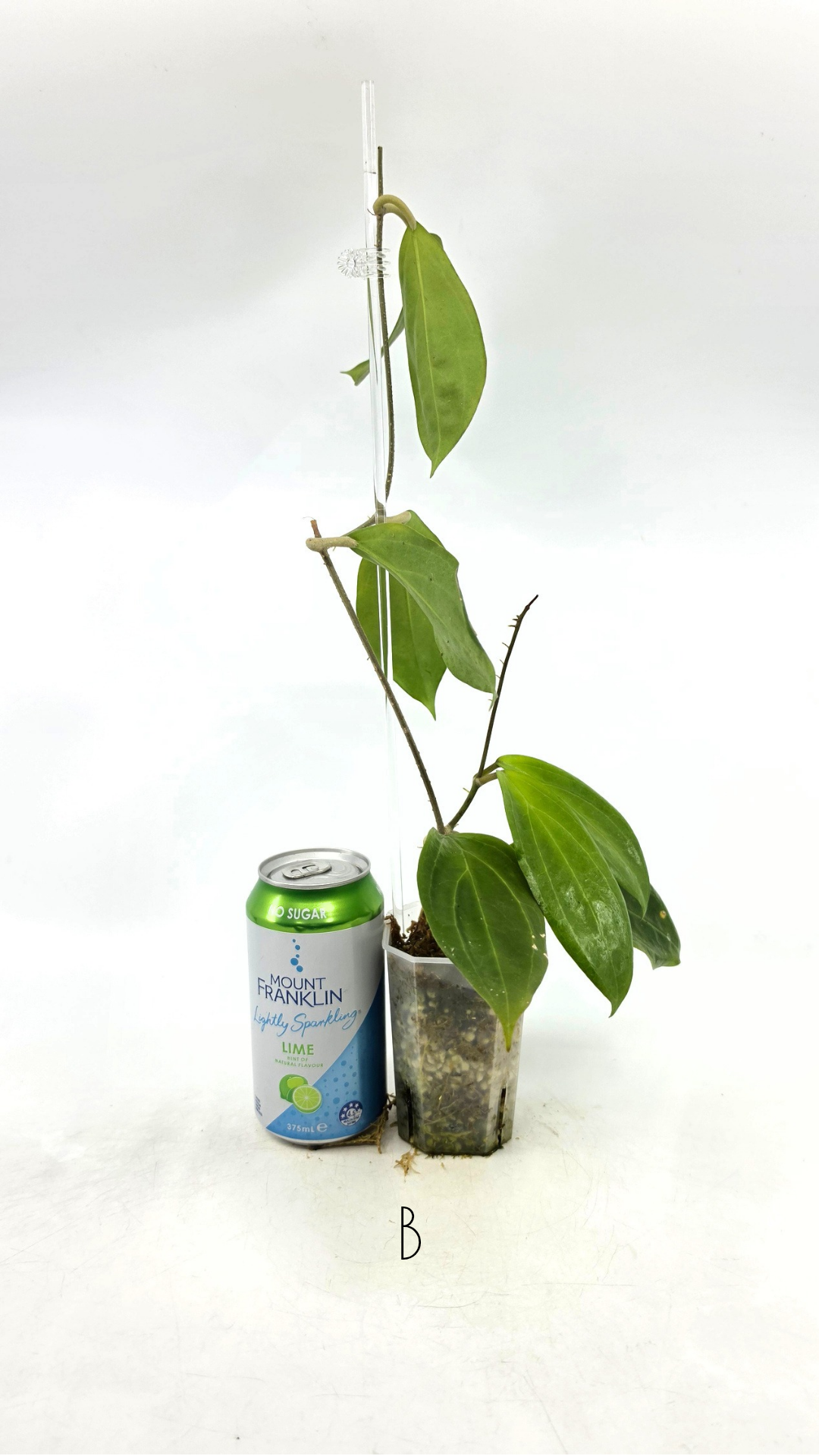 Rare waxplant Hoya UTC033 available for sale at rare indoor plant shop The Leaf Gallery in Perth, Western Australia