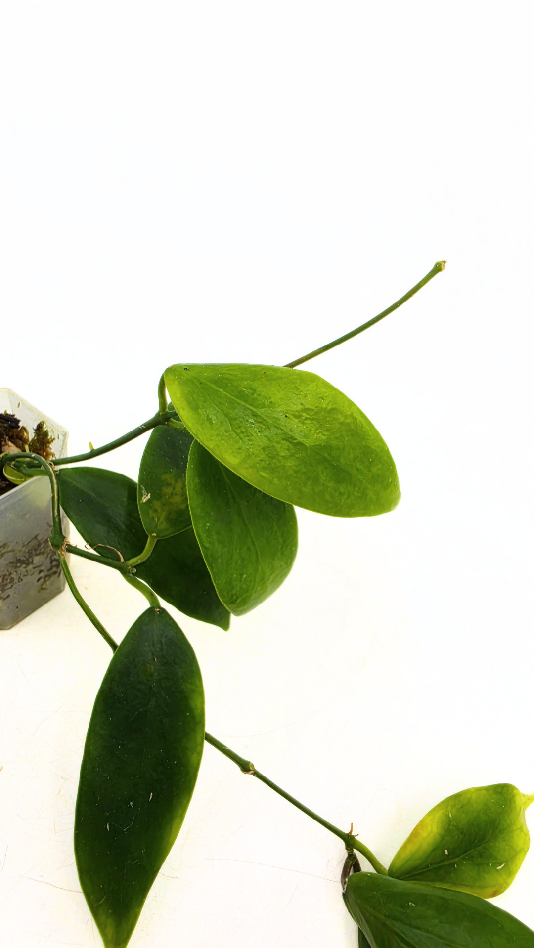 Uncommon waxplant Hoya Flavida Mt Gallego available for sale at rare plant shop The Leaf Gallery in Perth, Western Australia