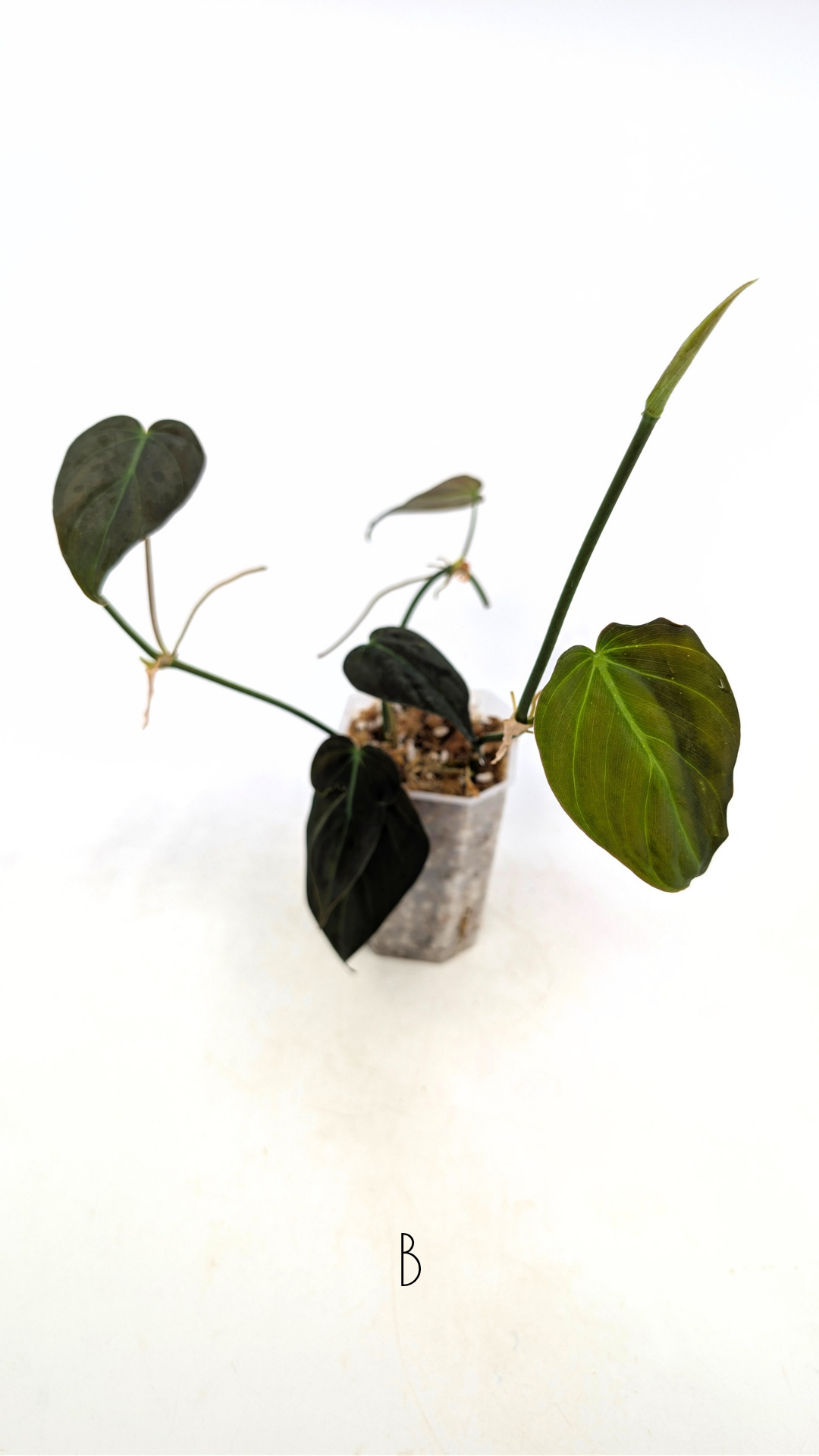 Uncommon indoor plant Philodendron Micans for sale by rare plant shop The Leaf Gallery in Perth, Western Australia