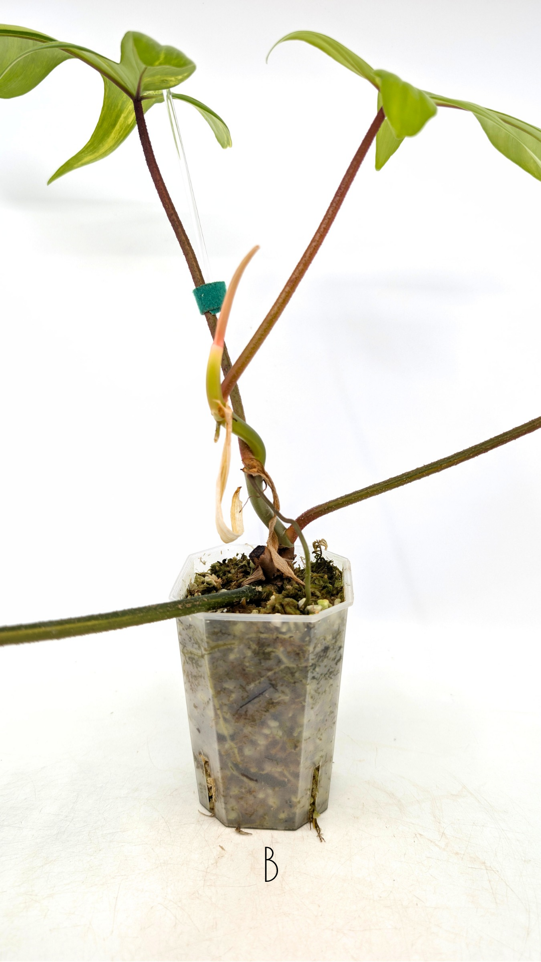 Rare indoor plant Philodendron Florida Beauty Varigated available at rare plant shop The Leaf Gallery in Perth, Western Australia