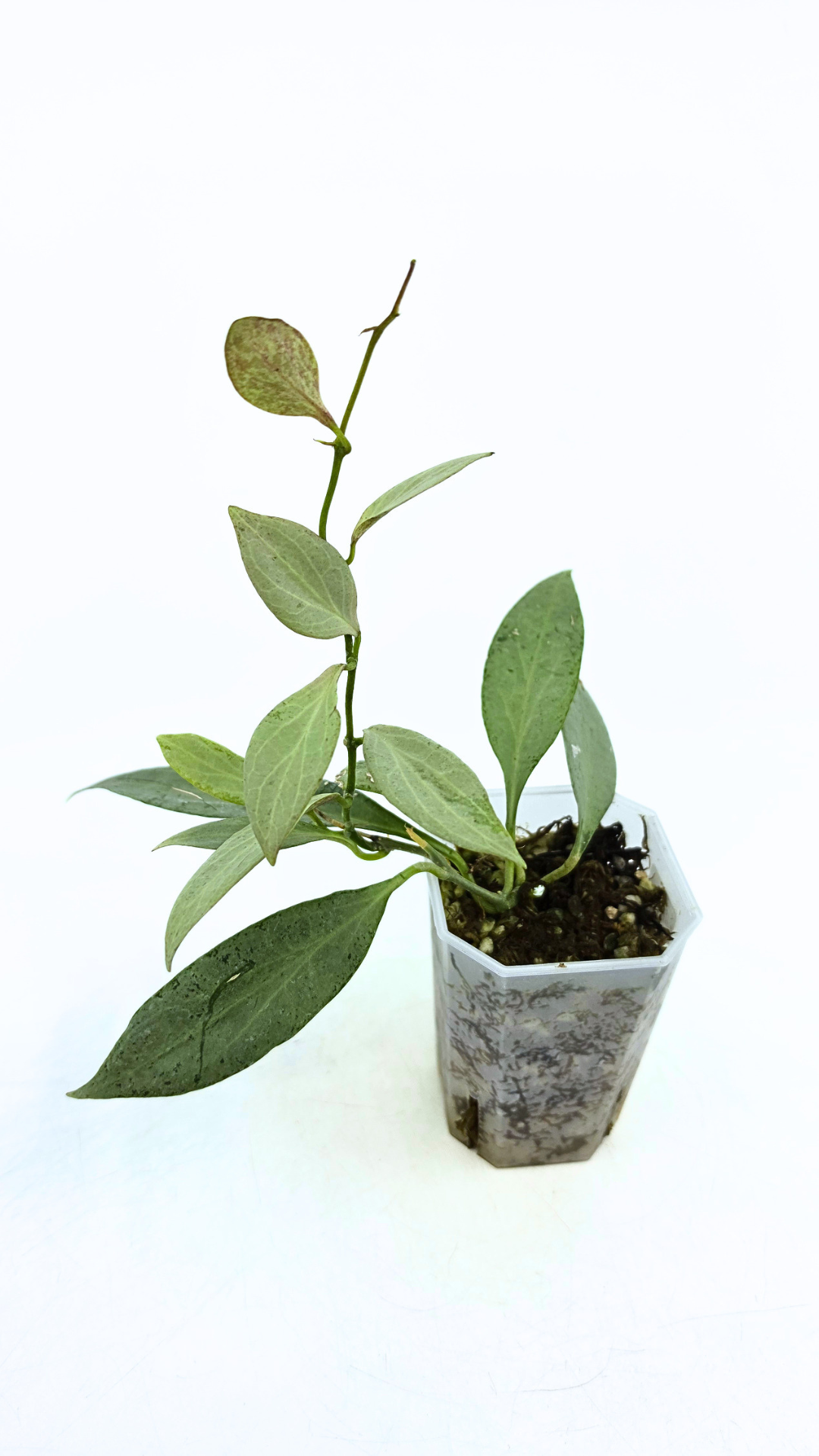 Rare waxplant Hoya Nicholsoniae New Guinea Ghost propagated and for sale by rare plant shop The Leaf Gallery in Perth, Western Australia