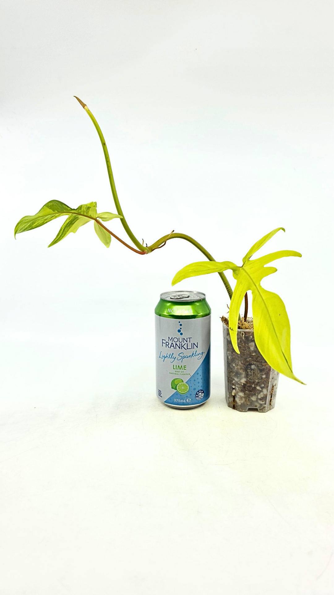 Rare indoor plant Philodendron Florida Beauty Varigated available at rare plant shop The Leaf Gallery in Perth, Western Australia