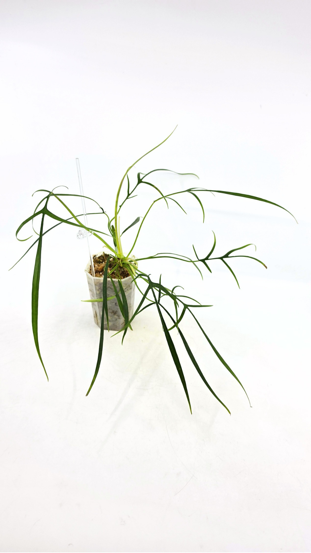 Rare indoor plant Philodendron Polypodioides available for sale at rare house plant shop The Leaf Gallery in Perth, Western Australia