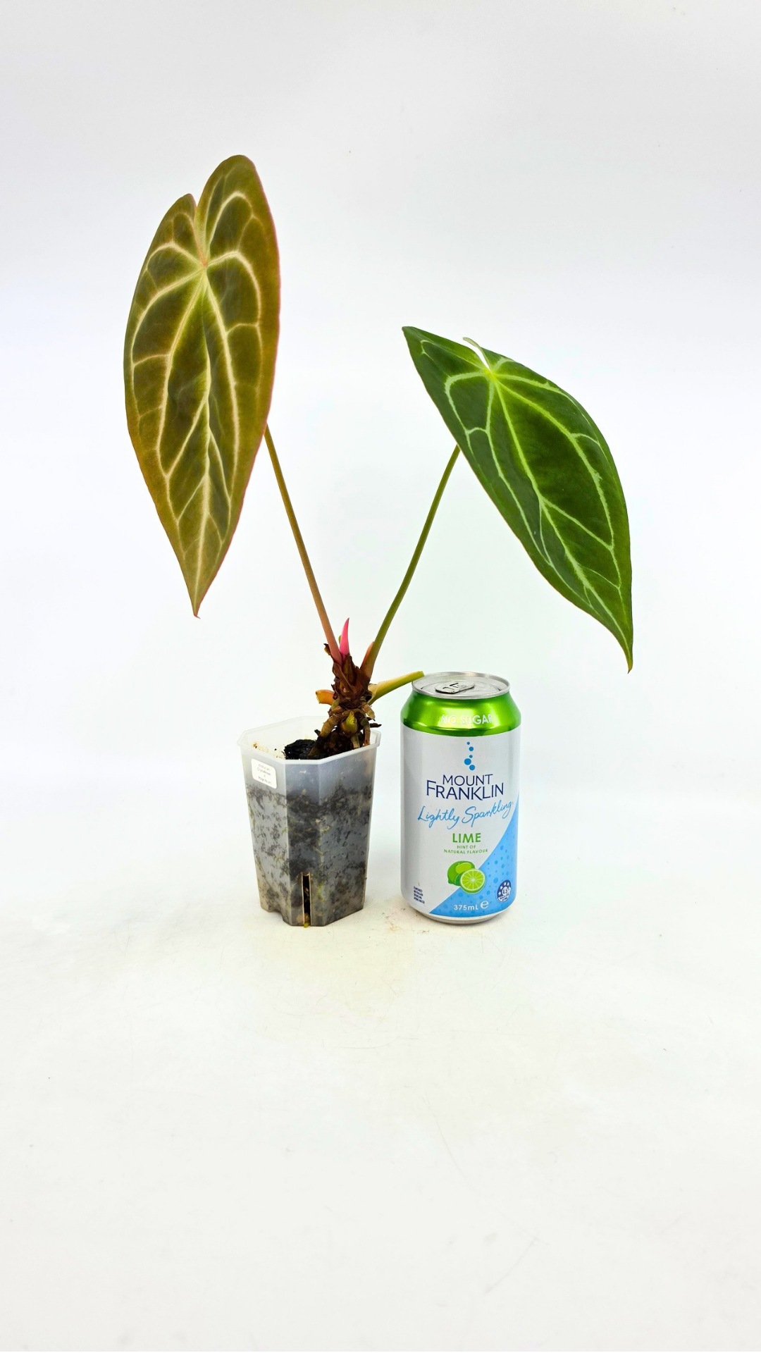 Rare indoor plant Anthurium Crystallinum X Magnificum available for sale at rare house plant shop the Leaf Gallery in Perth, Western Australia