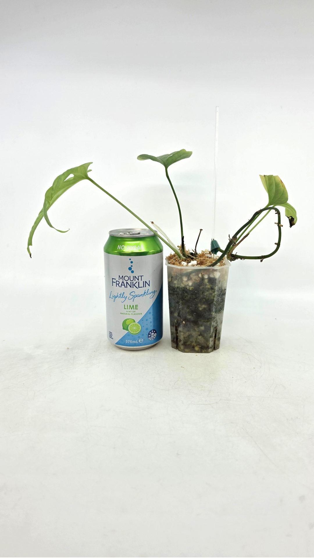 Uncommon indoor plant Cerestis Mirabilis available for sale at house plant shop The Leaf Gallery in Perth, Western Australia