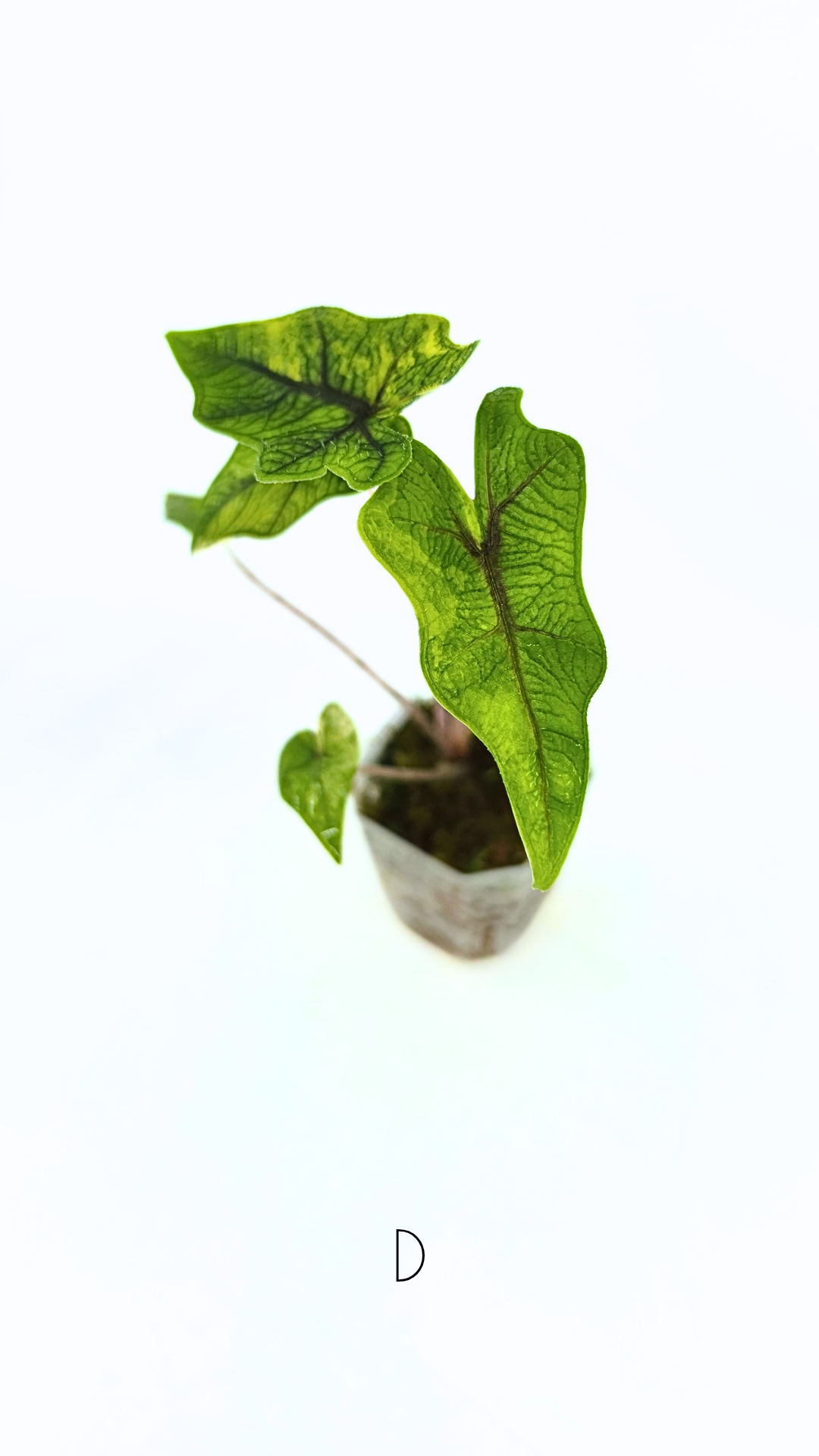 Rare indoor plant Alocasia Jacklyn Variegated available for sale at rare house plant shop The Leaf Gallery in Perth, Western Australia.