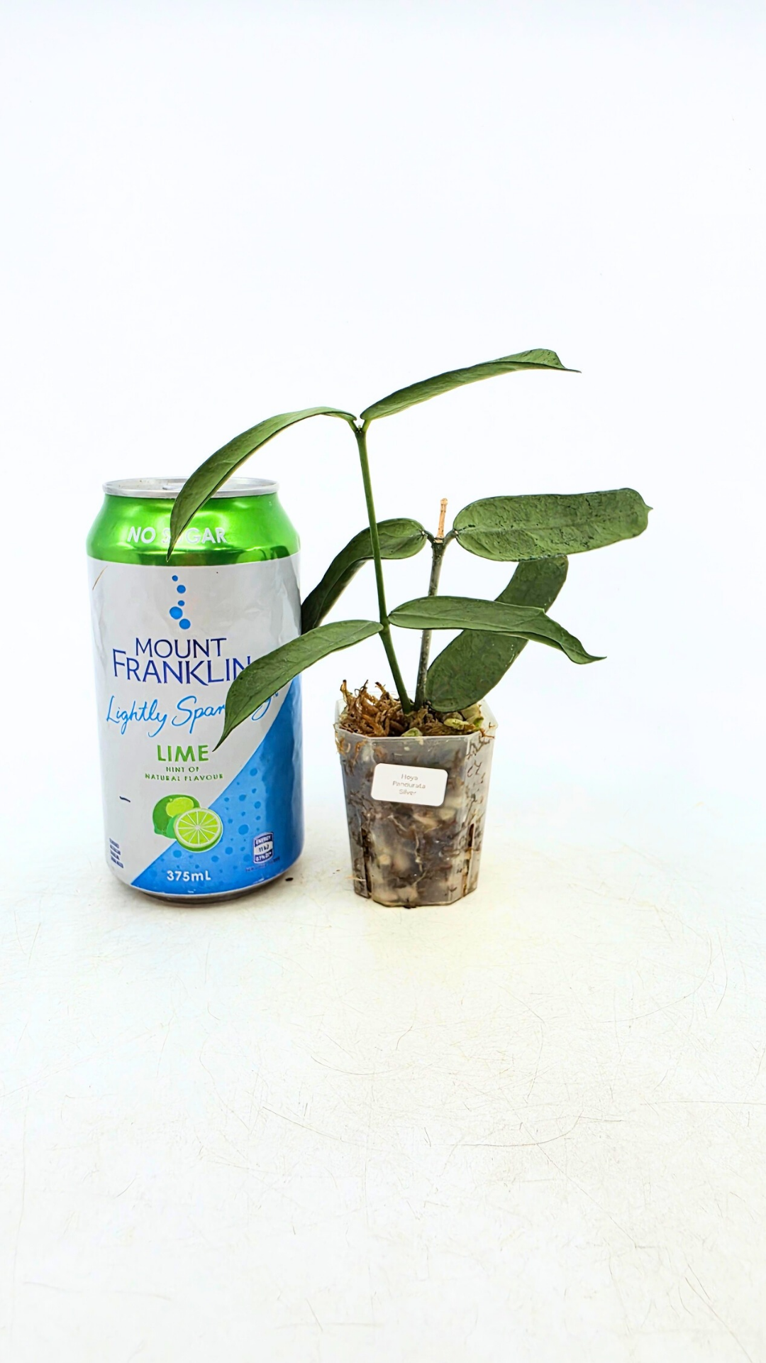 Rare waxplant Hoya Pandurata Silver available for sale at rare indoor plant shop The Leaf Gallery in Perth, Western Australia