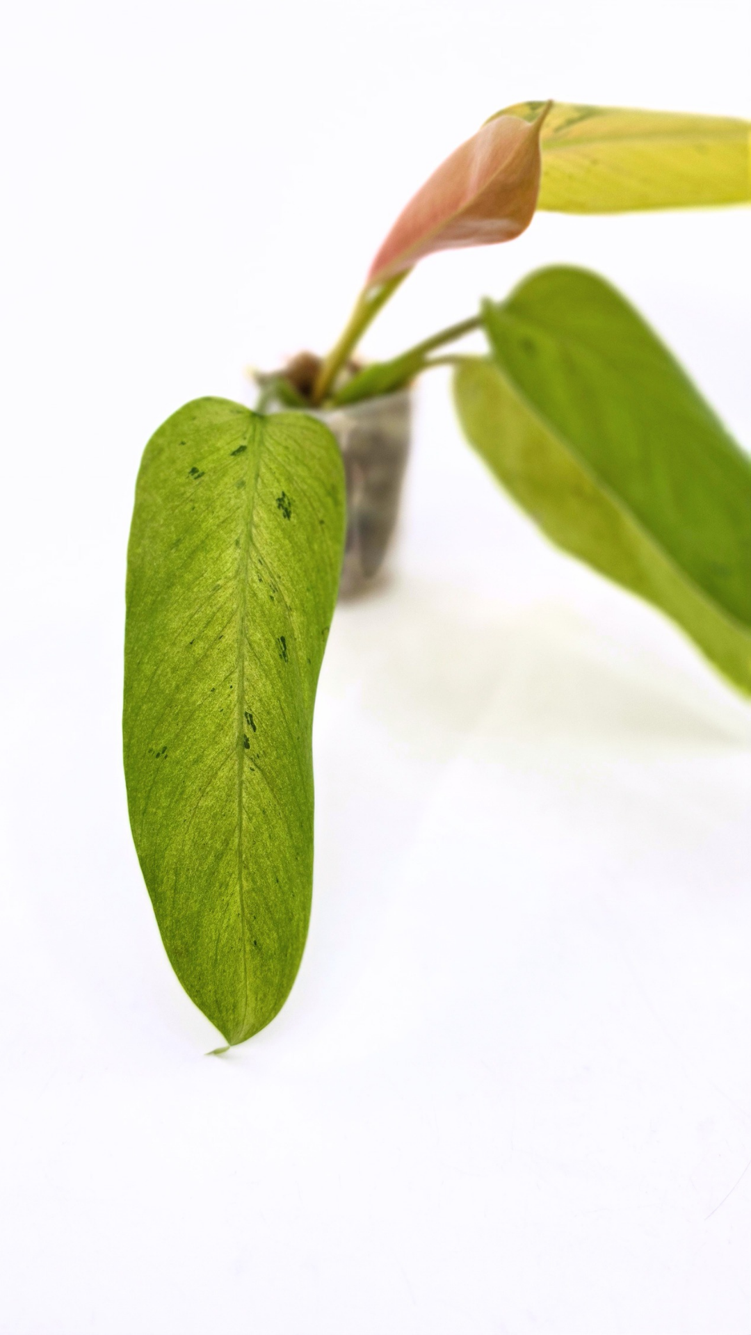 Rare indoor plant Philodendron Whipple Way available for sale at rare plant shop The Leaf Gallery in Perth, Western Australia