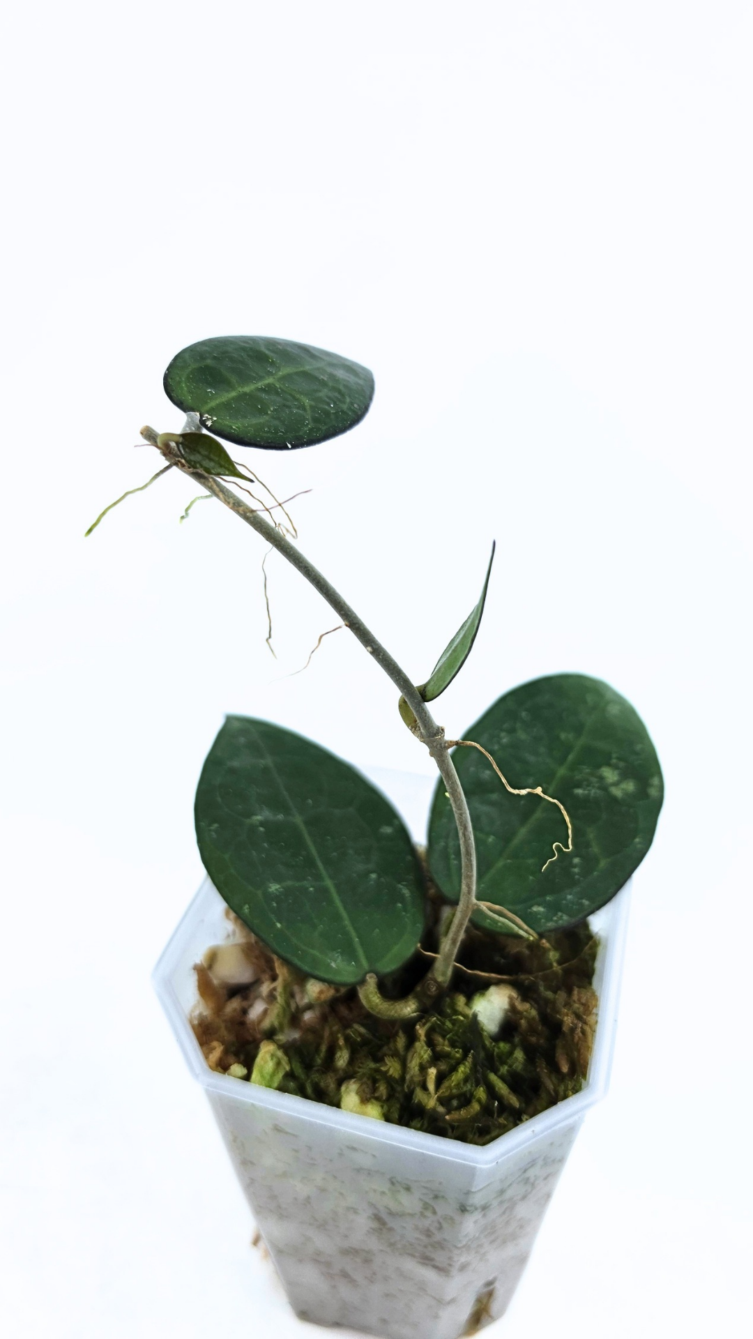 Rare indoor plant Hoya Verticillata Black Margin available for sale at rare house plant shop The Leaf Gallery in Perth, Western Australia