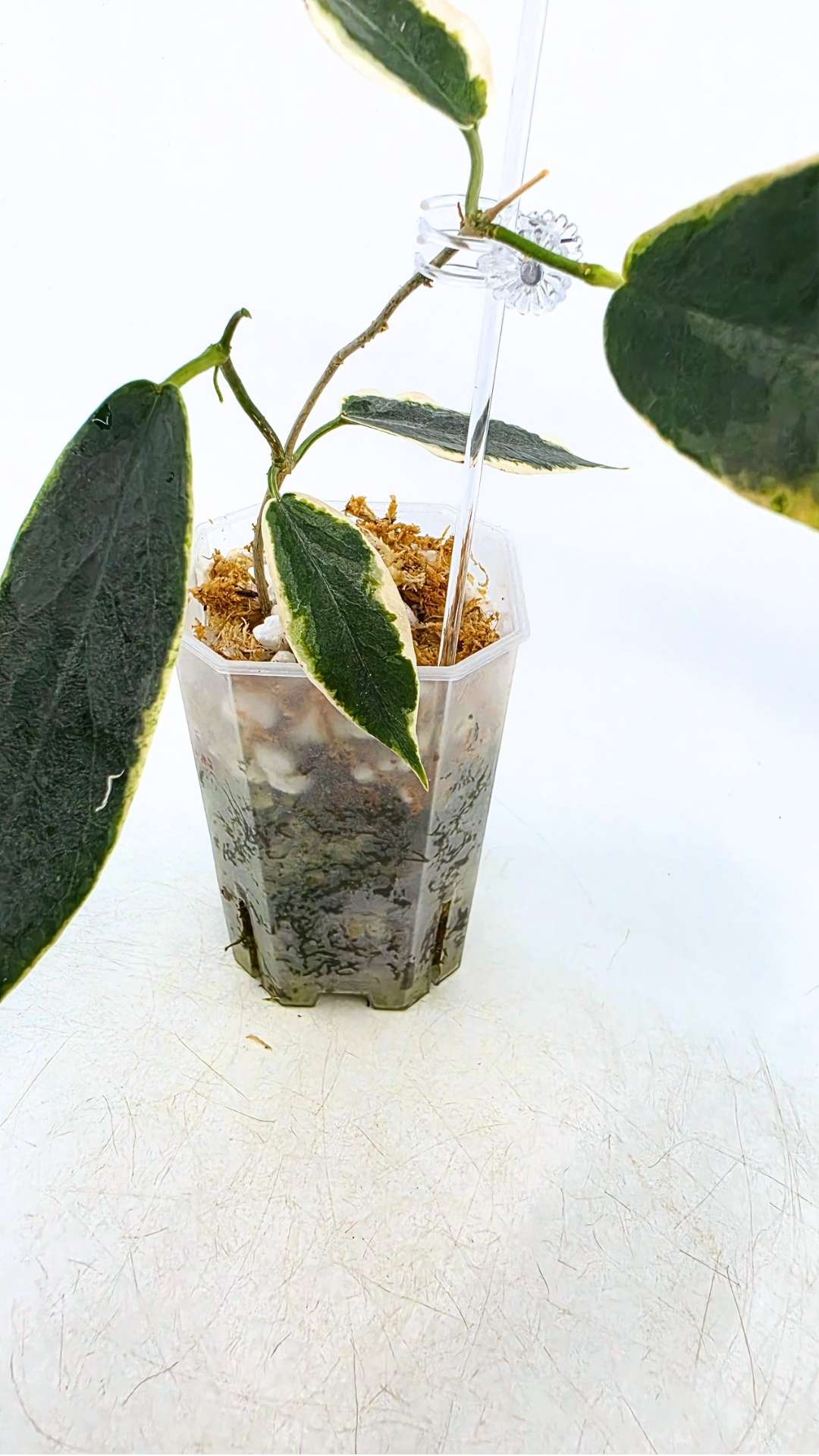 Rare waxplant Hoya Archboldiana Albomarginata available for sale at rare indoor plant shop The Leaf Gallery in Perth, Western Australia