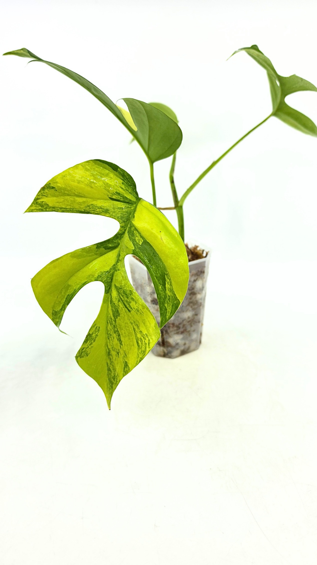 Raphidophora Tetrasperma Aurea