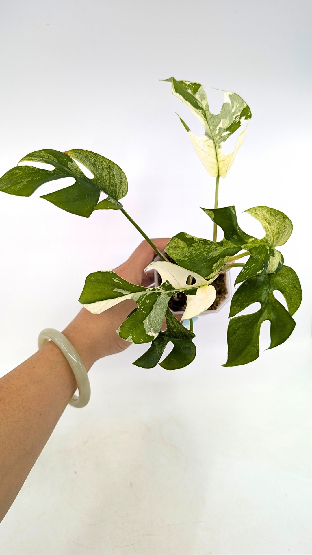 Rare indoor plant Raphidophora Tetrasperma Albo for sale at rare plant shop The Leaf Gallery in Perth, Western Australia