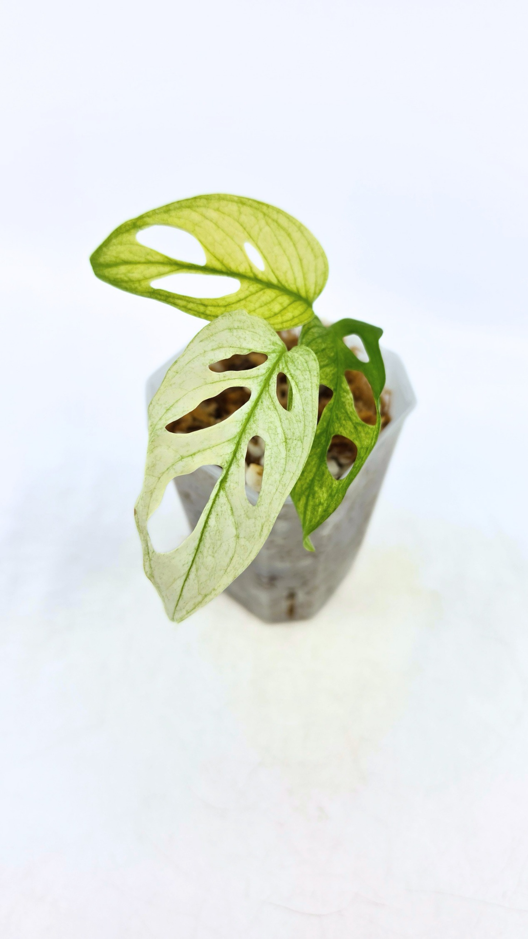 Rare indoor plant Monstera Adansonii or Monstera Swisscheese varigated grown, propagated by rare plant shop The Leaf Gallery in Perth, Western Australia