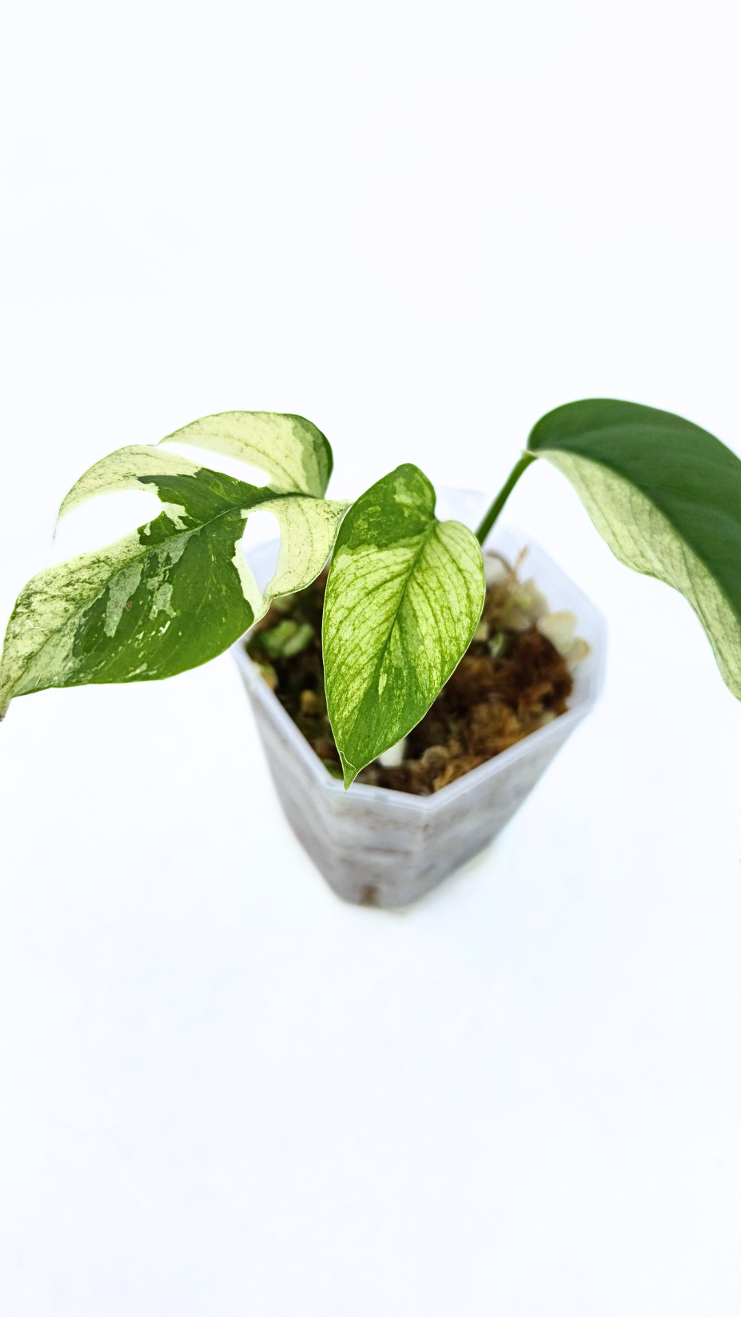 Rare indoor plant Raphidophora Tetrasperma Albo for sale at rare plant shop The Leaf Gallery in Perth, Western Australia
