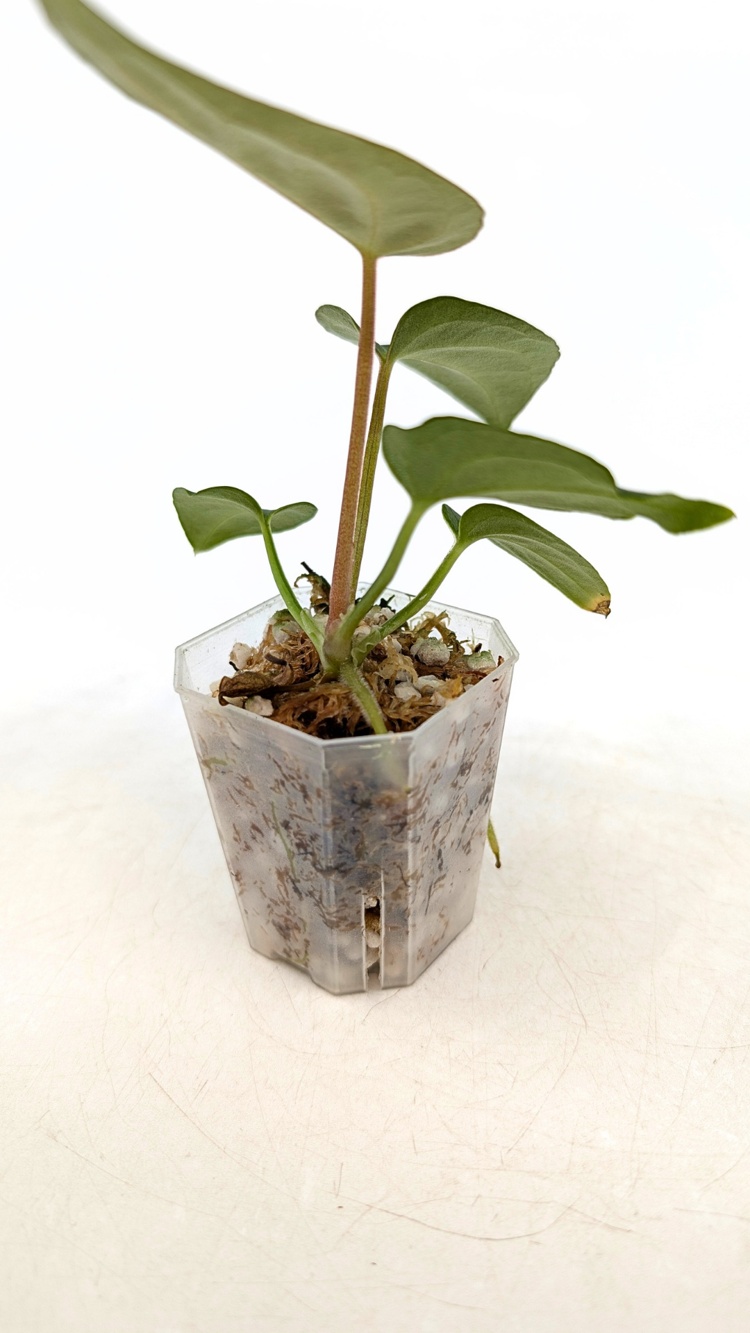 Rare indoor plant pure Anthurium Regale seedlings available for sale at rare house plant shop The Leaf Gallery in Perth, Western Australia