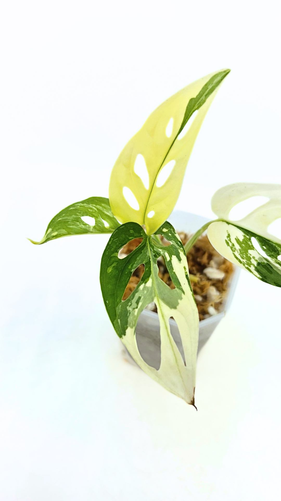 Rare indoor plant Monstera Adansonii Albo Varigated available for sale at rare houseplant shop The Leaf Gallery in Perth, Western Australia