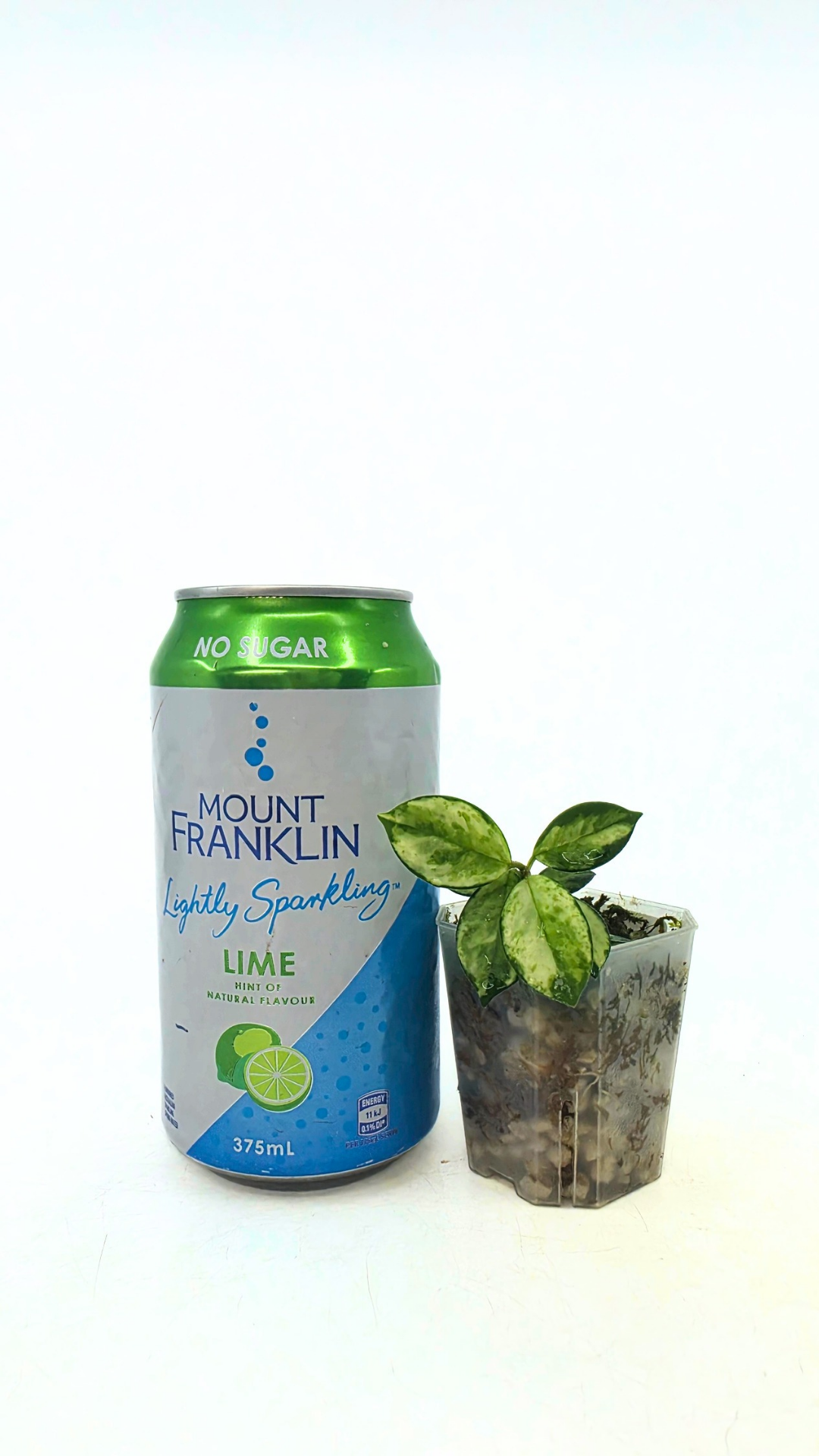 Rare waxplant Hoya Mathilde Variegated available for sale at rare indoor plant shop The Leaf Gallery in Perth, Western Australia