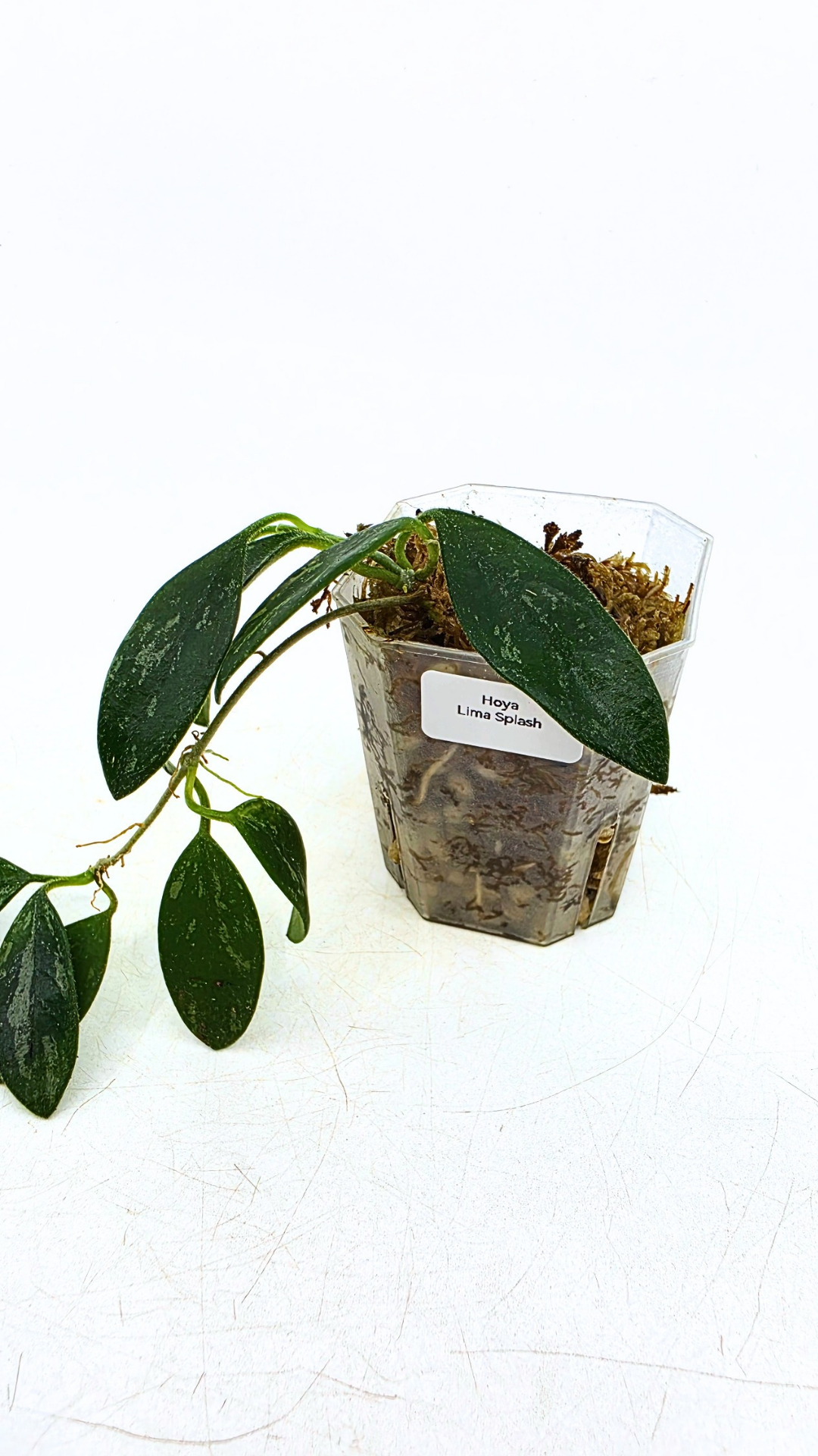 Rare waxplant Hoya Lima Splash available for sale at rare indoor plant shop The Leaf Gallery in Perth, Western Australia
