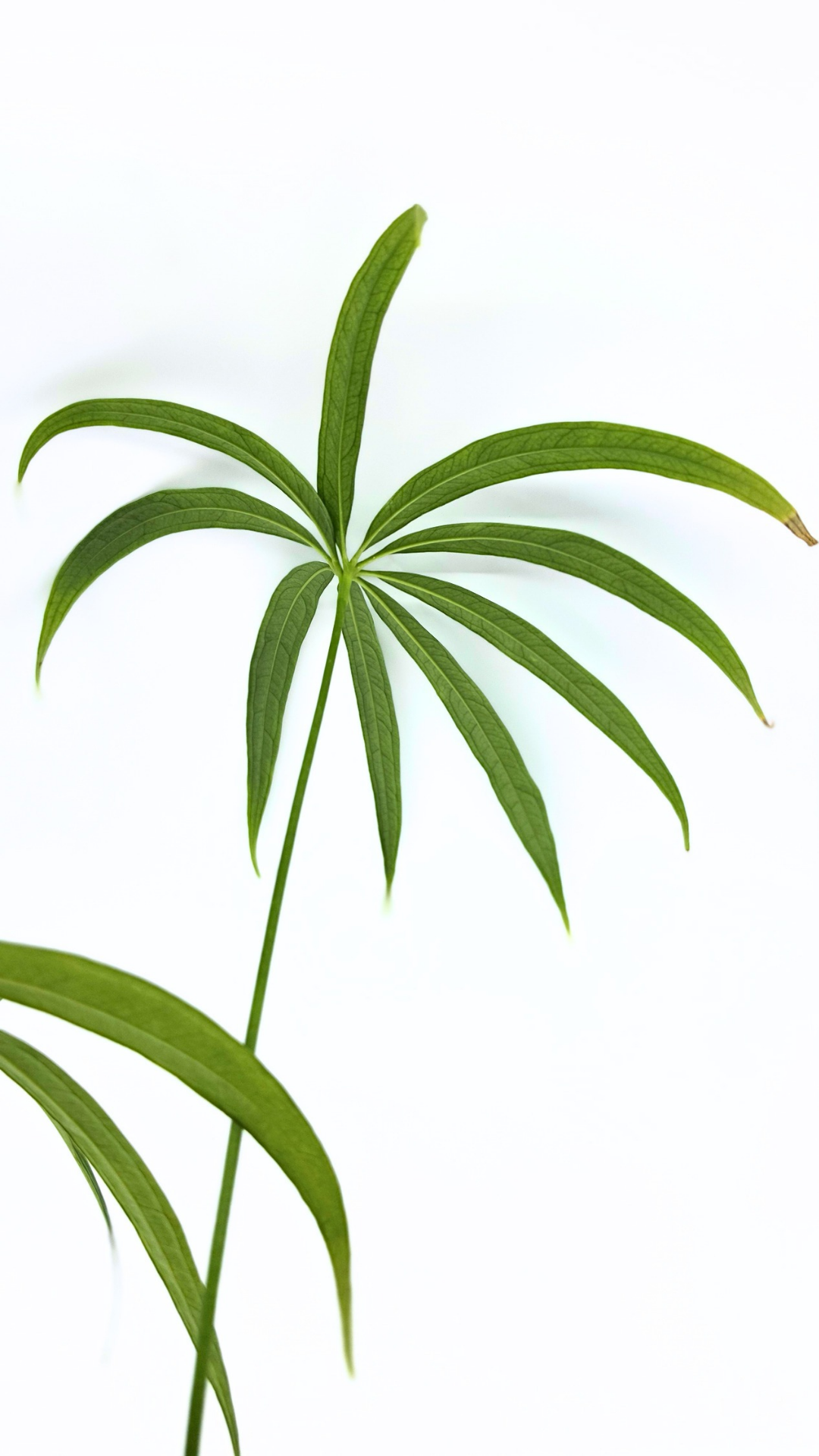 Hard to find house plant Anthurium Polydactylum available for sale at rare plant shop The Leaf Gallery in Perth, Western Australia.