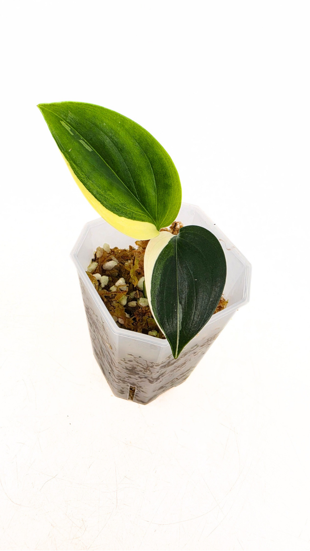 Rare plant Scindapsus Blue Albo Varigated available at rare plant shop The Leaf Gallery in Perth, Western Australia
