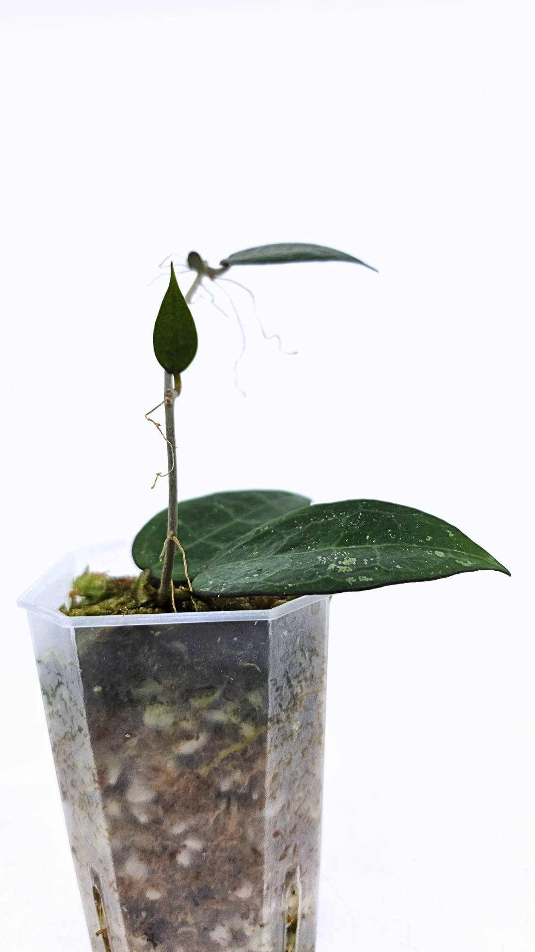 Rare indoor plant Hoya Verticillata Black Margin available for sale at rare house plant shop The Leaf Gallery in Perth, Western Australia
