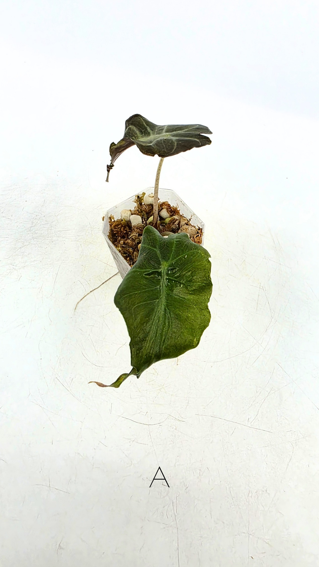 Rare indoor plant Alocasia Venom available for sale at rare house plant shop The Leaf Gallery in Perth, Western Australia.