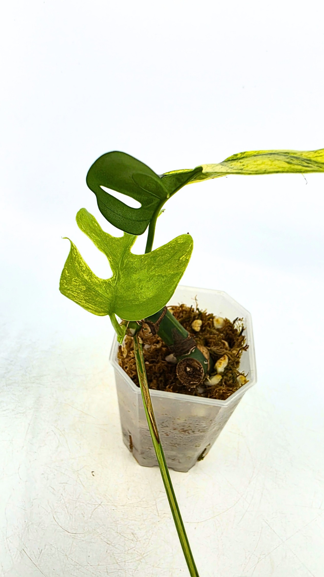 Rare indoor plant Raphidophora Tetrasperma Albo for sale at rare plant shop The Leaf Gallery in Perth, Western Australia