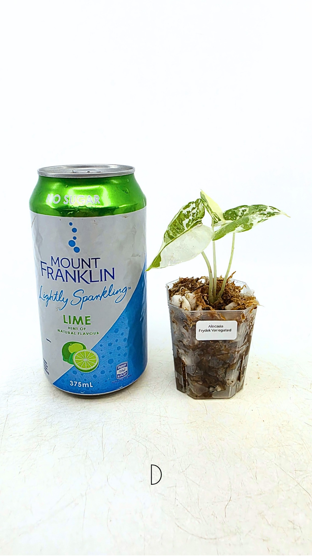 Rare indoor plant Alocasia Frydek Variegated available for sale at rare house plant shop The Leaf Gallery in Perth, Western Australia