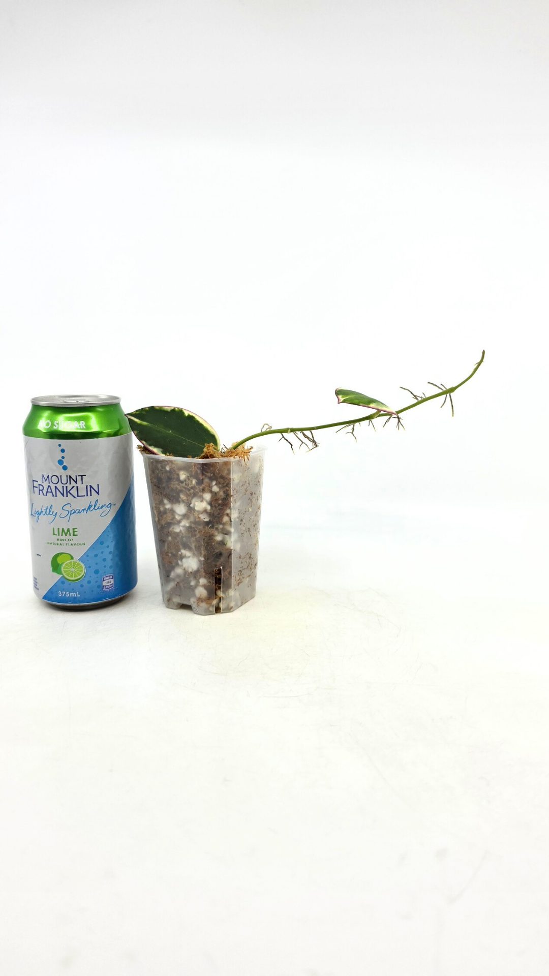 Rare wax plant Hoya Pachyclada (Subquintuplinervis) Outter Varigated available at rare plant shop The Leaf Gallery in Perth, Western Australia