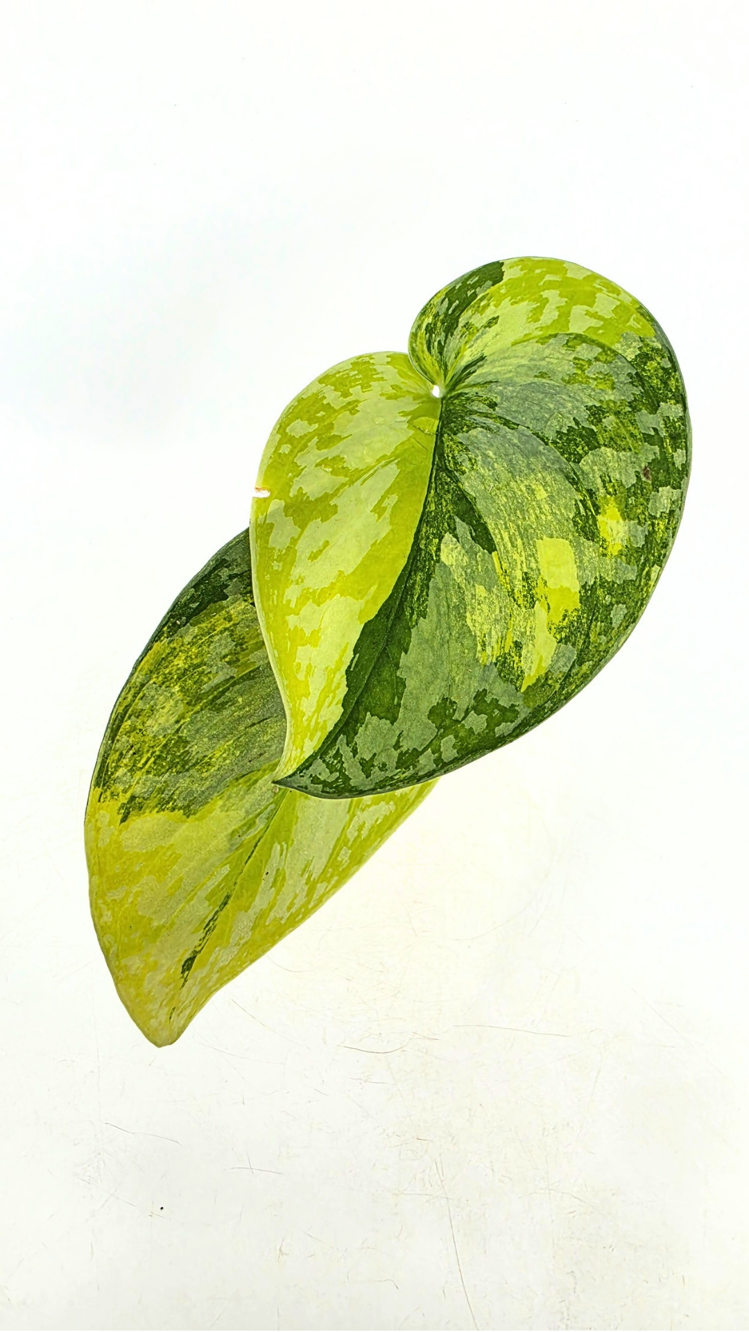 Rare scindapsus Mayari Aurea varigated available for sale at rare plant shop The Leaf Gallery in Perth, Western Australia