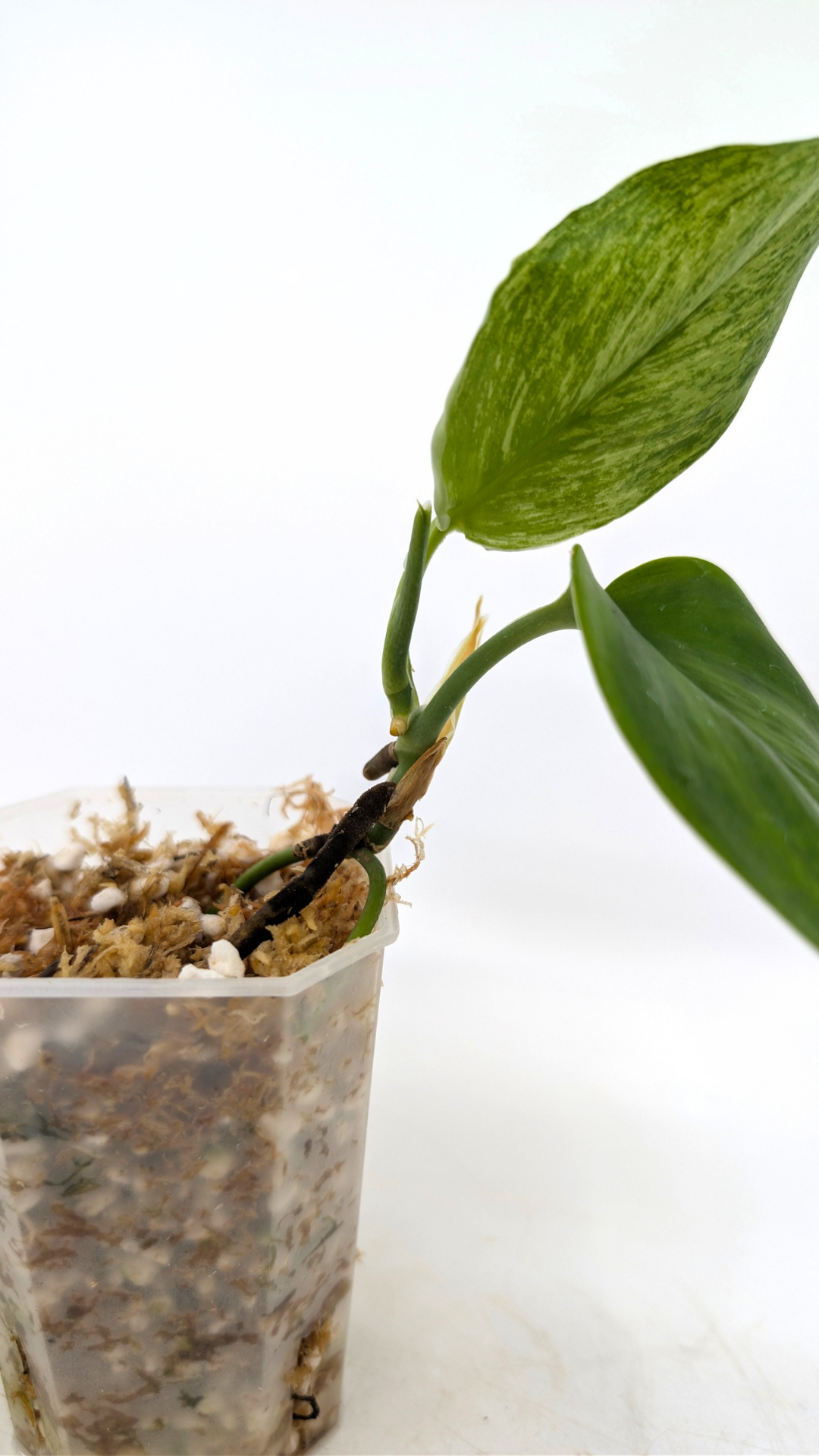 Rare indoor plant Scindapsus Treubii Moonlight Mint Varigated available at The Leaf Gallery in Perth, Western Australia