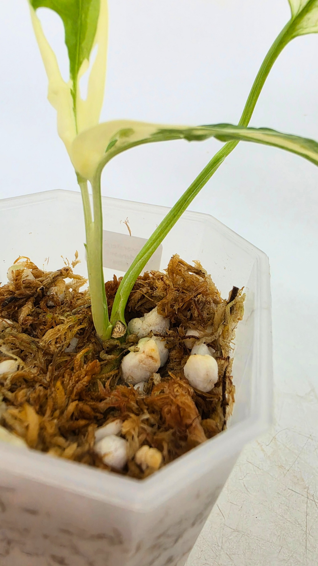 Rare indoor plant Monstera Adansonii Albo Varigated available for sale at rare houseplant shop The Leaf Gallery in Perth, Western Australia