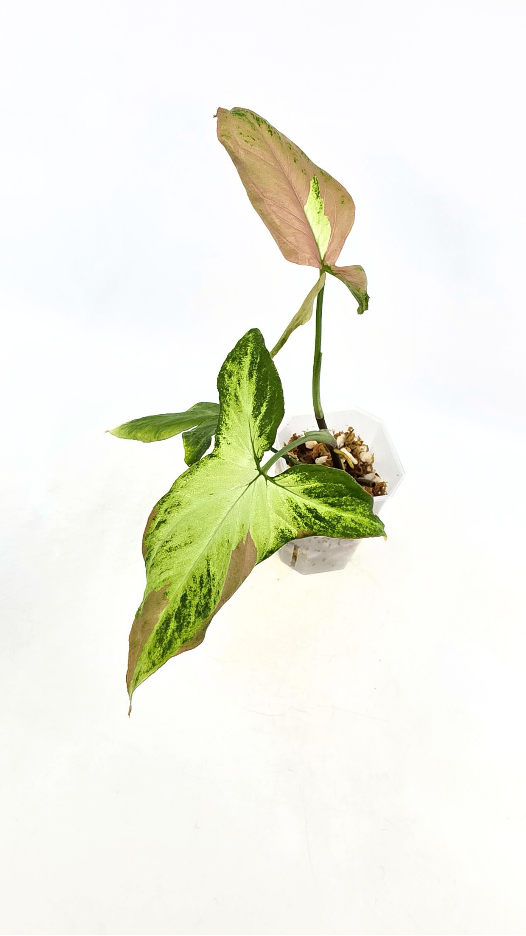 Rare plant Syngonium Redspot Tricolour available from rare plant shop The Leaf Gallery in Perth, Western Australia