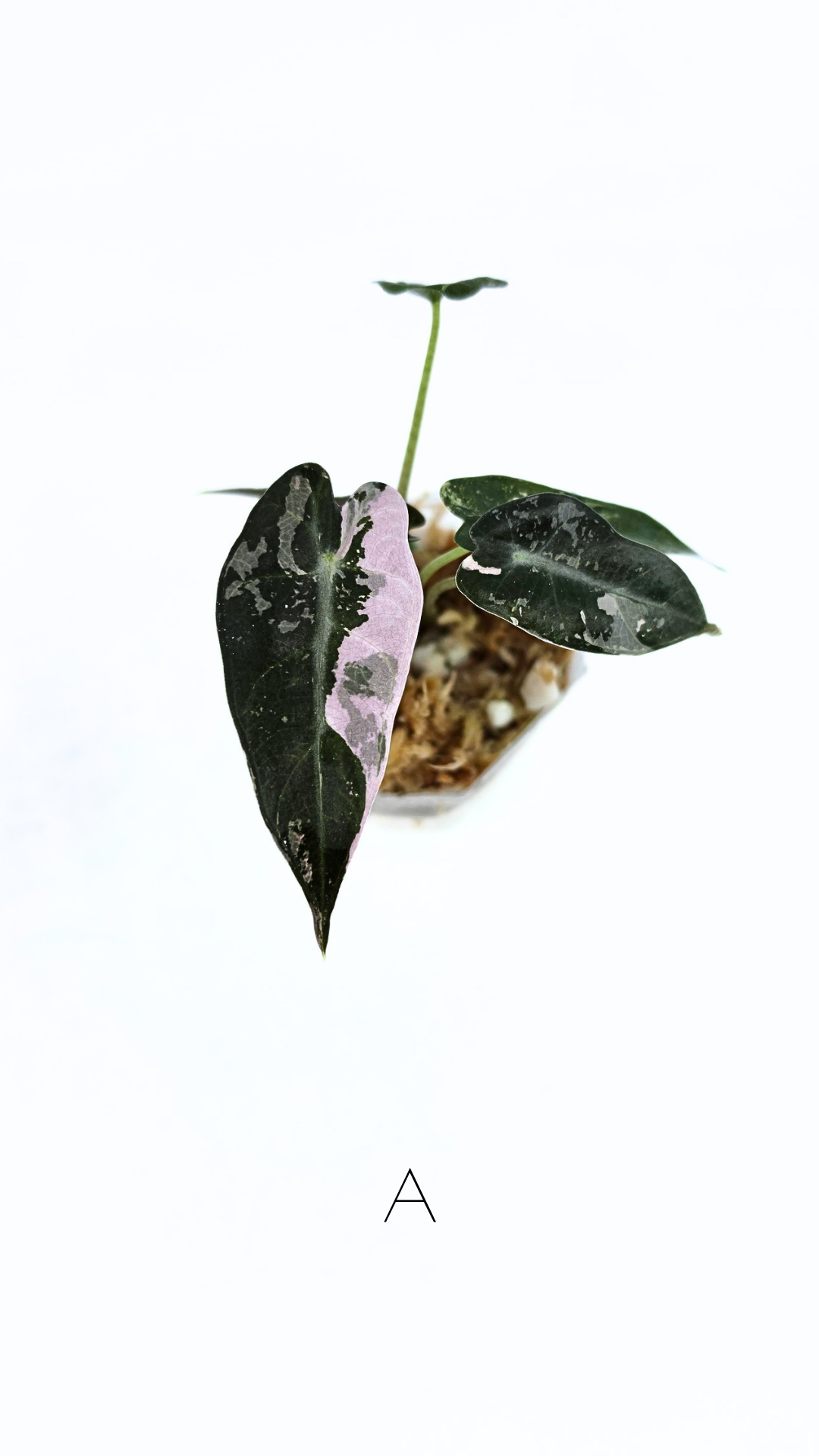 Rare indoor plant Alocasia Amazonica Bambino Pink TC plantlets available for sale at rare houseplant shop The Leaf Gallery in Perth, Western Australia